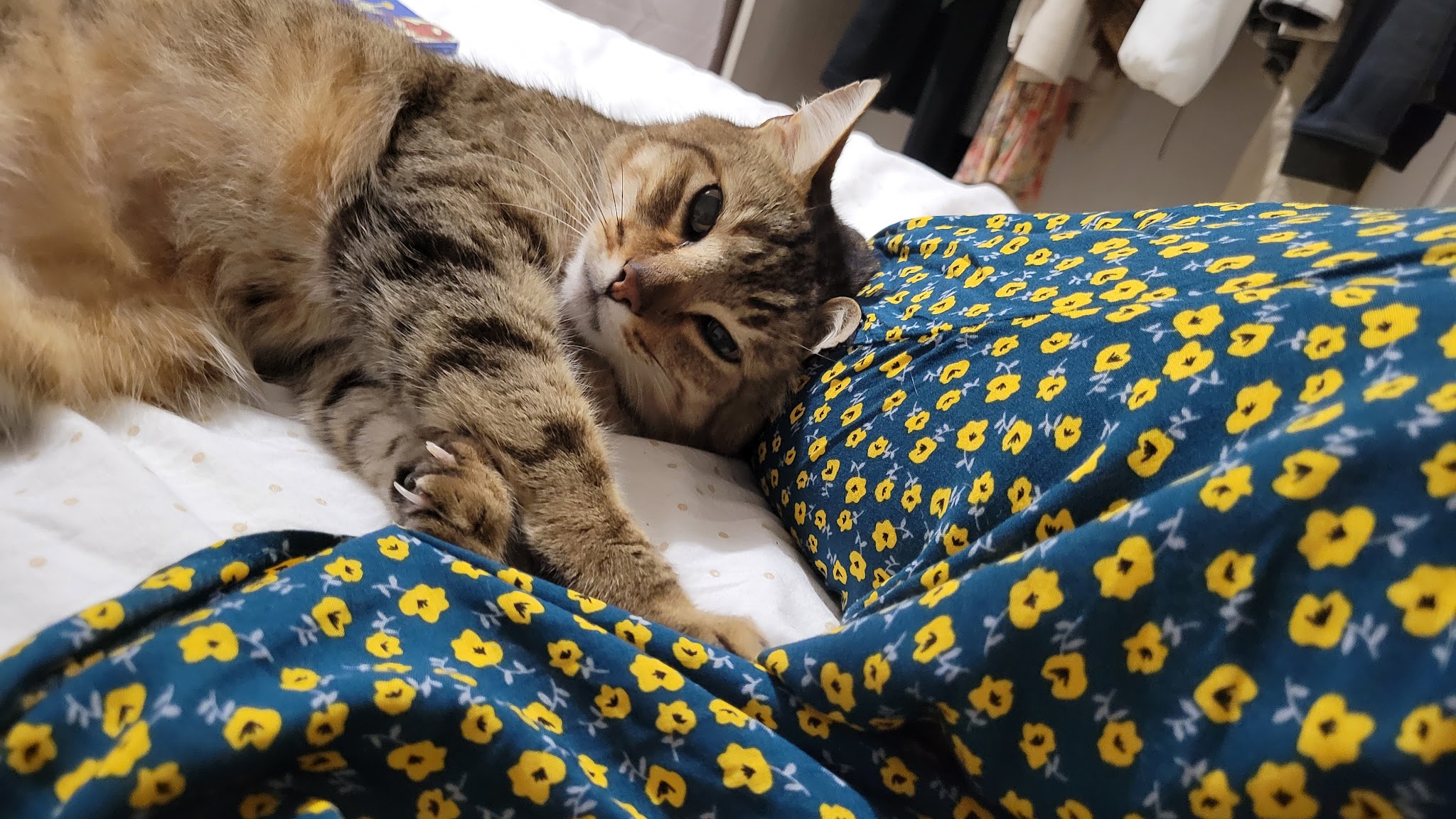 LOEN - Educateur canin - comportementaliste-pension-pet sitter — photo