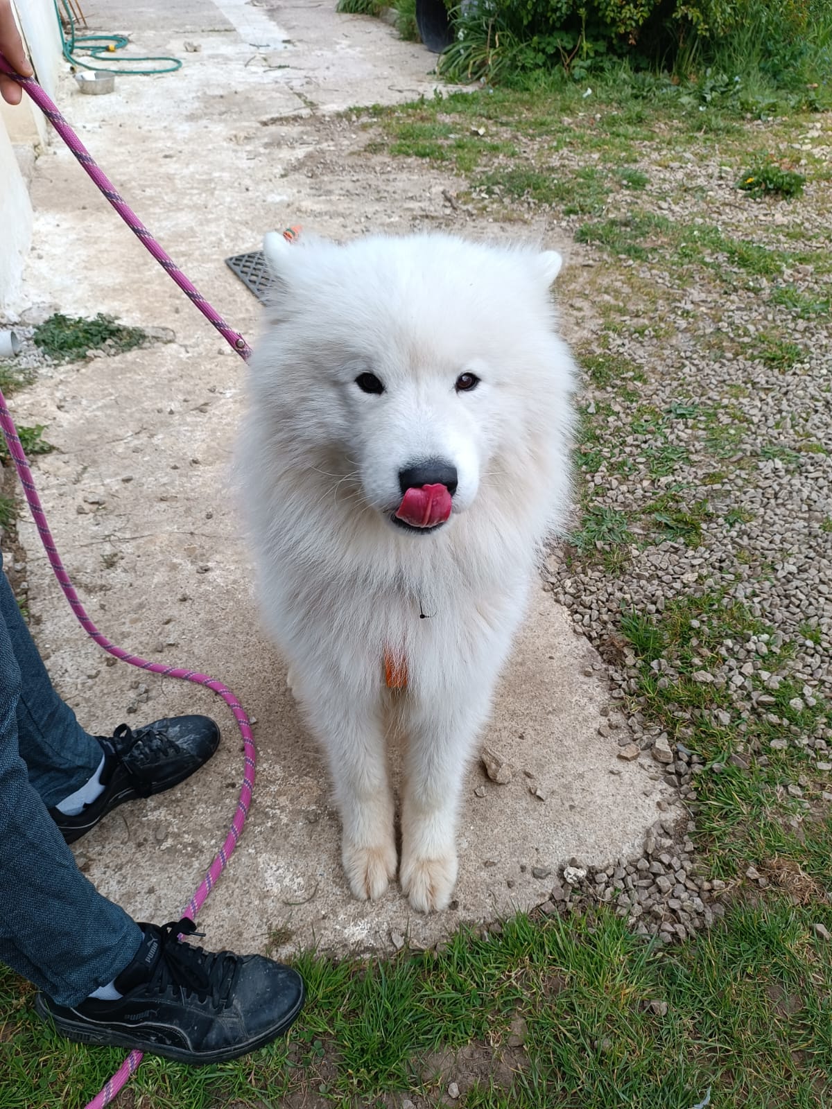 LOEN - Educateur canin - comportementaliste-pension-pet sitter — photo