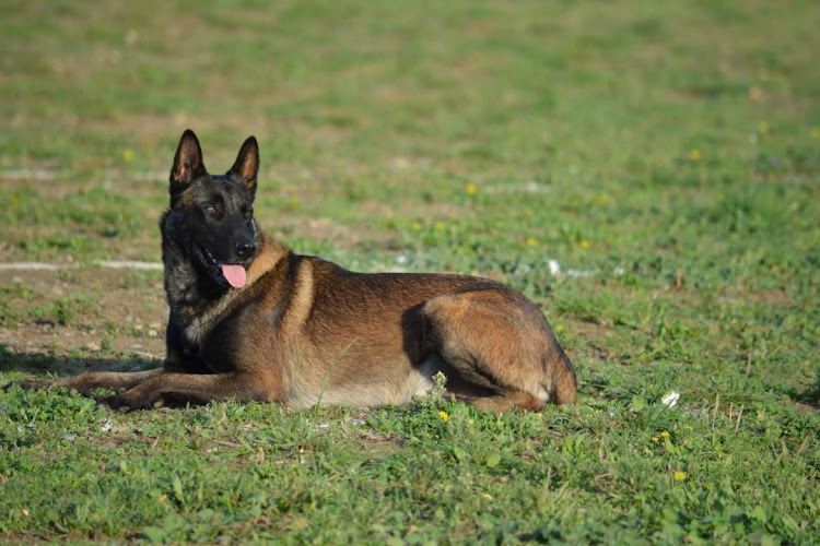 Pension Canine du Bassin de Thau éducation en cours particulier