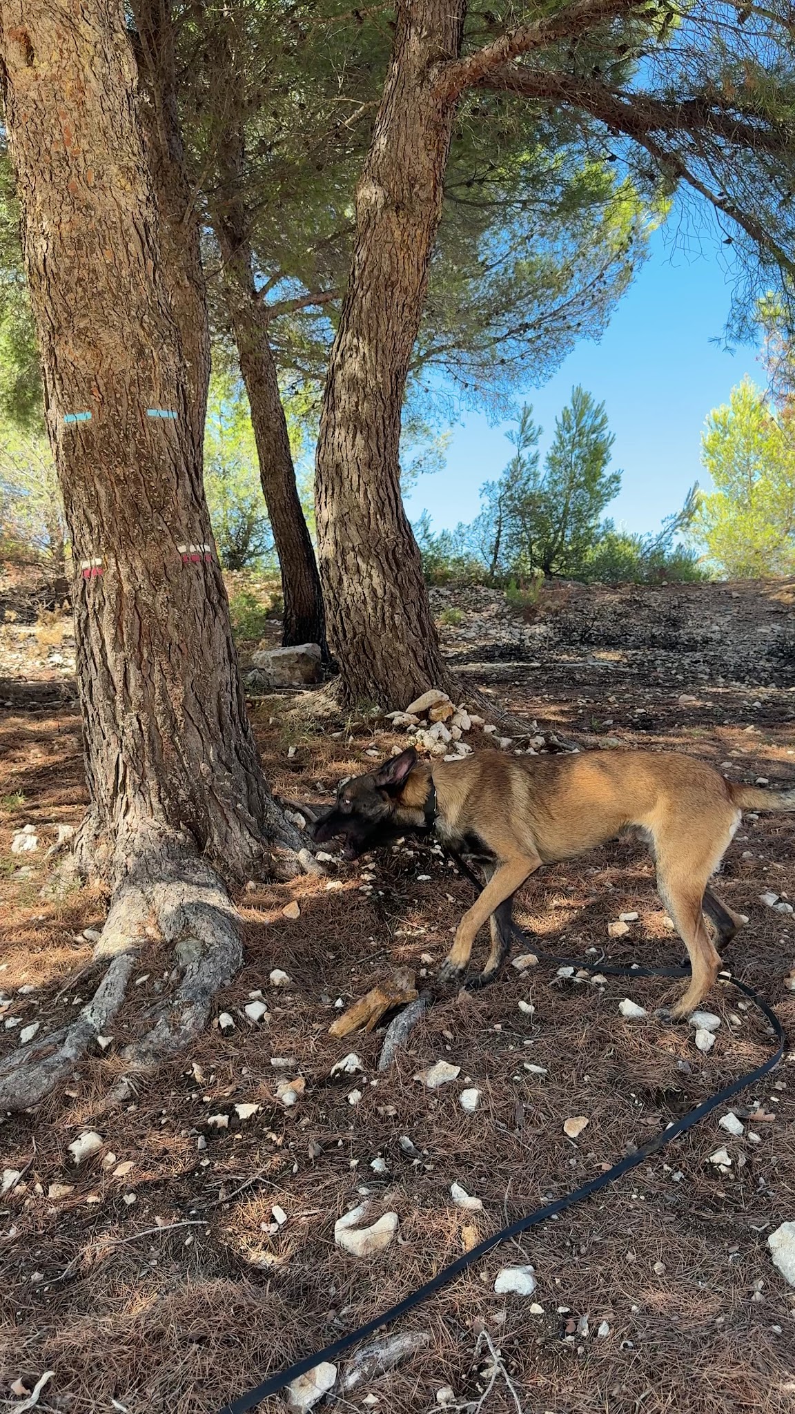 Pension Canine du Bassin de Thau éducation en cours particulier — photo