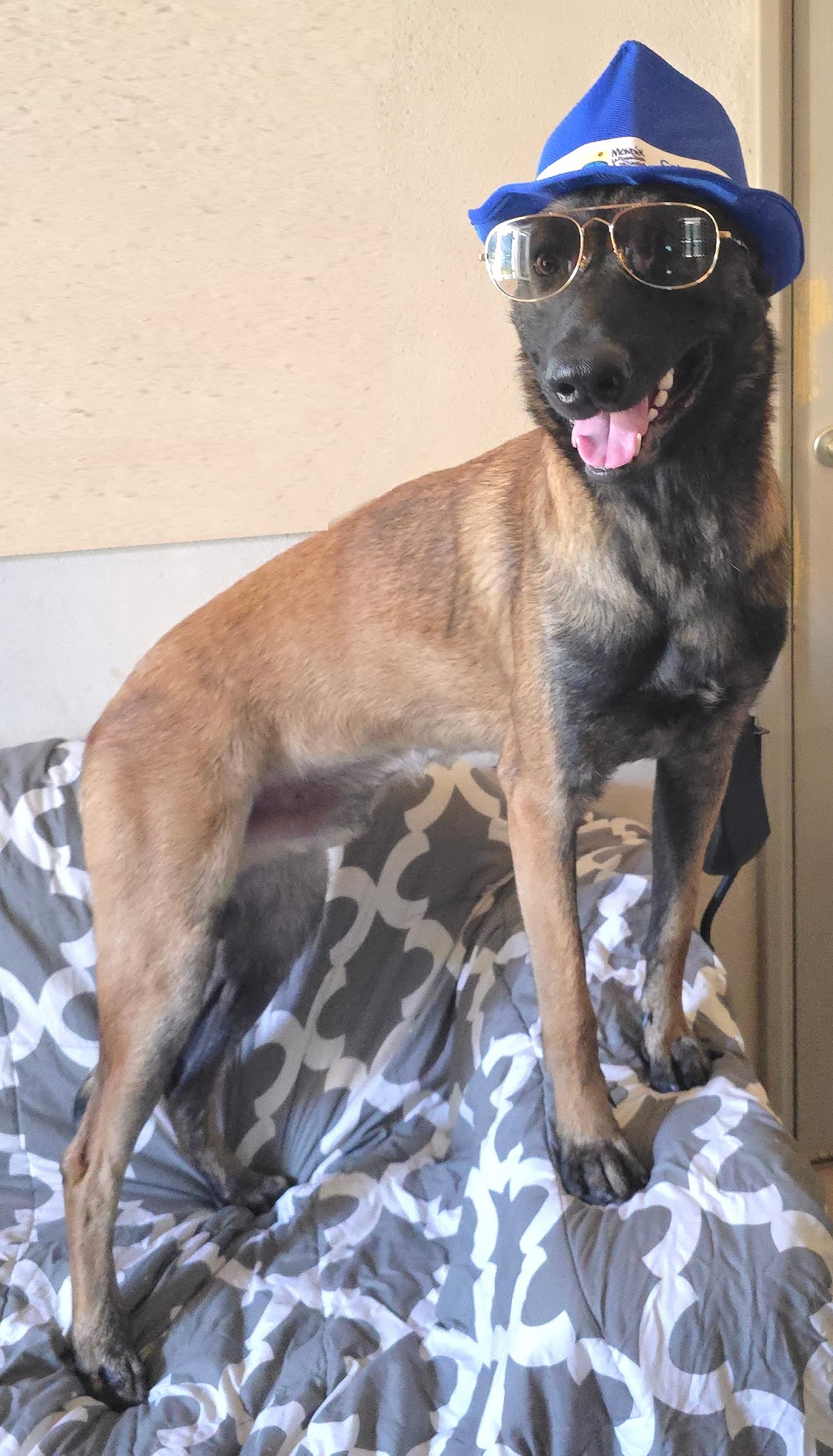 Pension Canine du Bassin de Thau éducation en cours particulier — photo