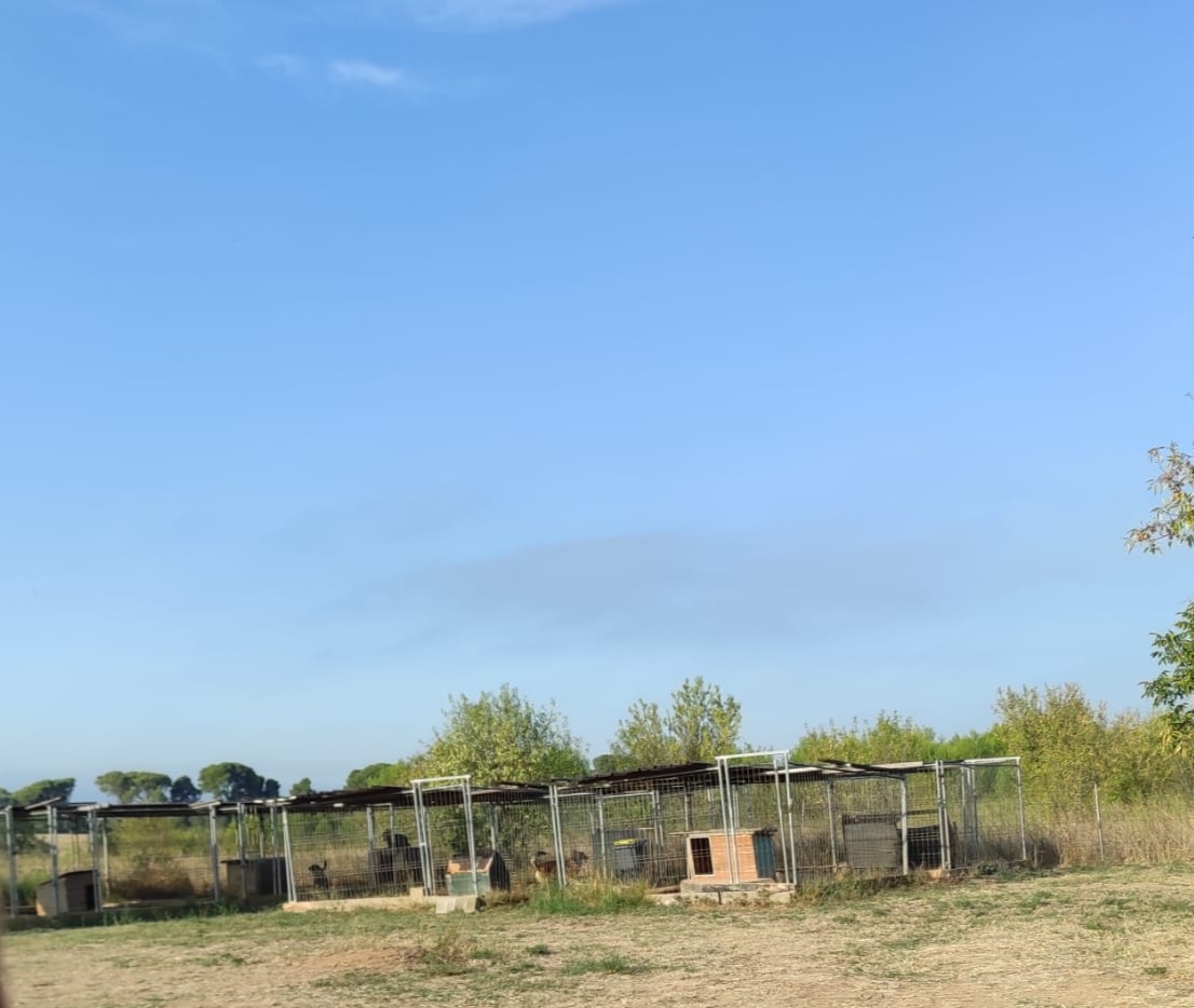 Pension Canine du Bassin de Thau éducation en cours particulier — photo