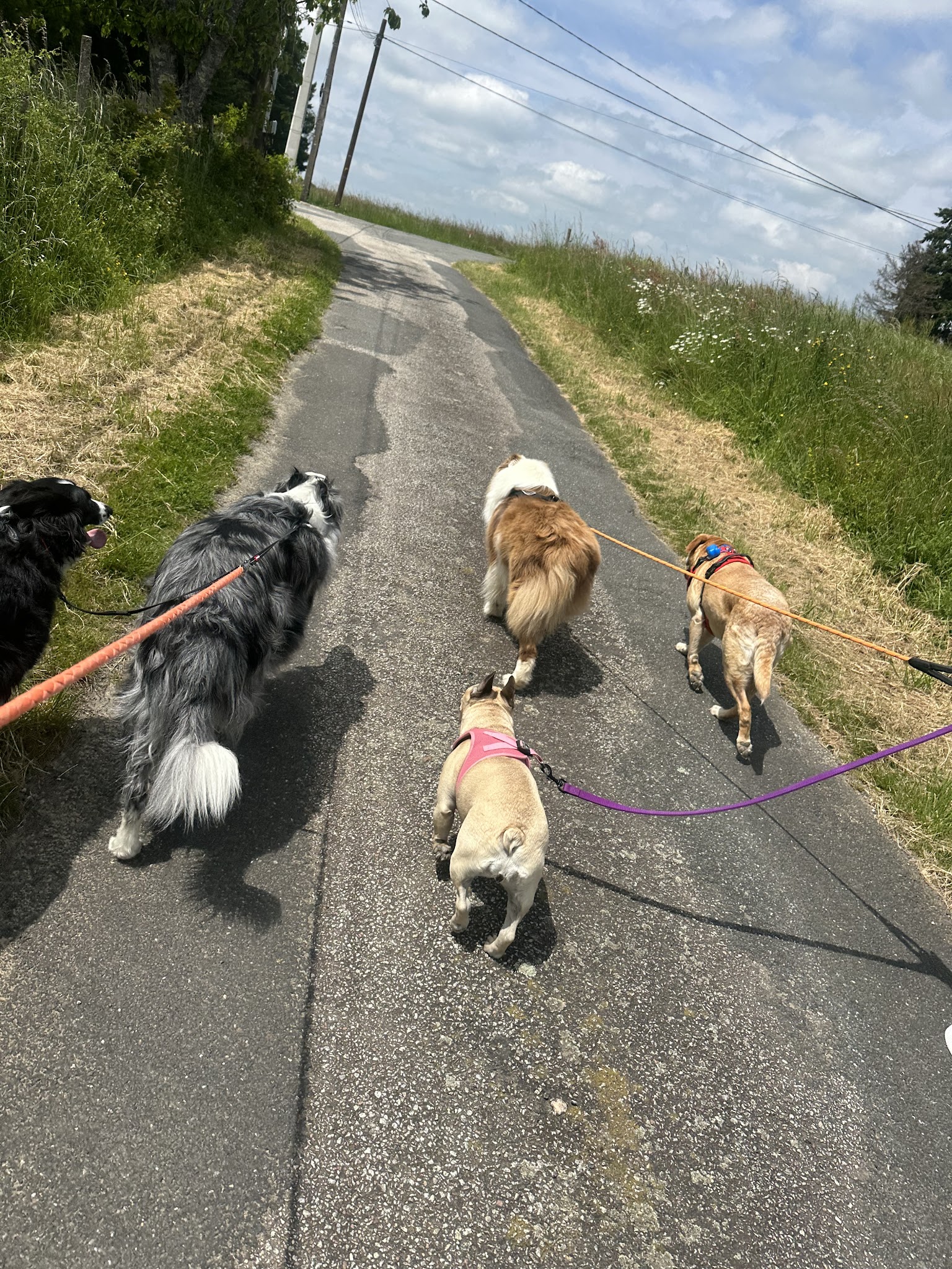 Pet's Ecla - Pension et Toilettage — photo