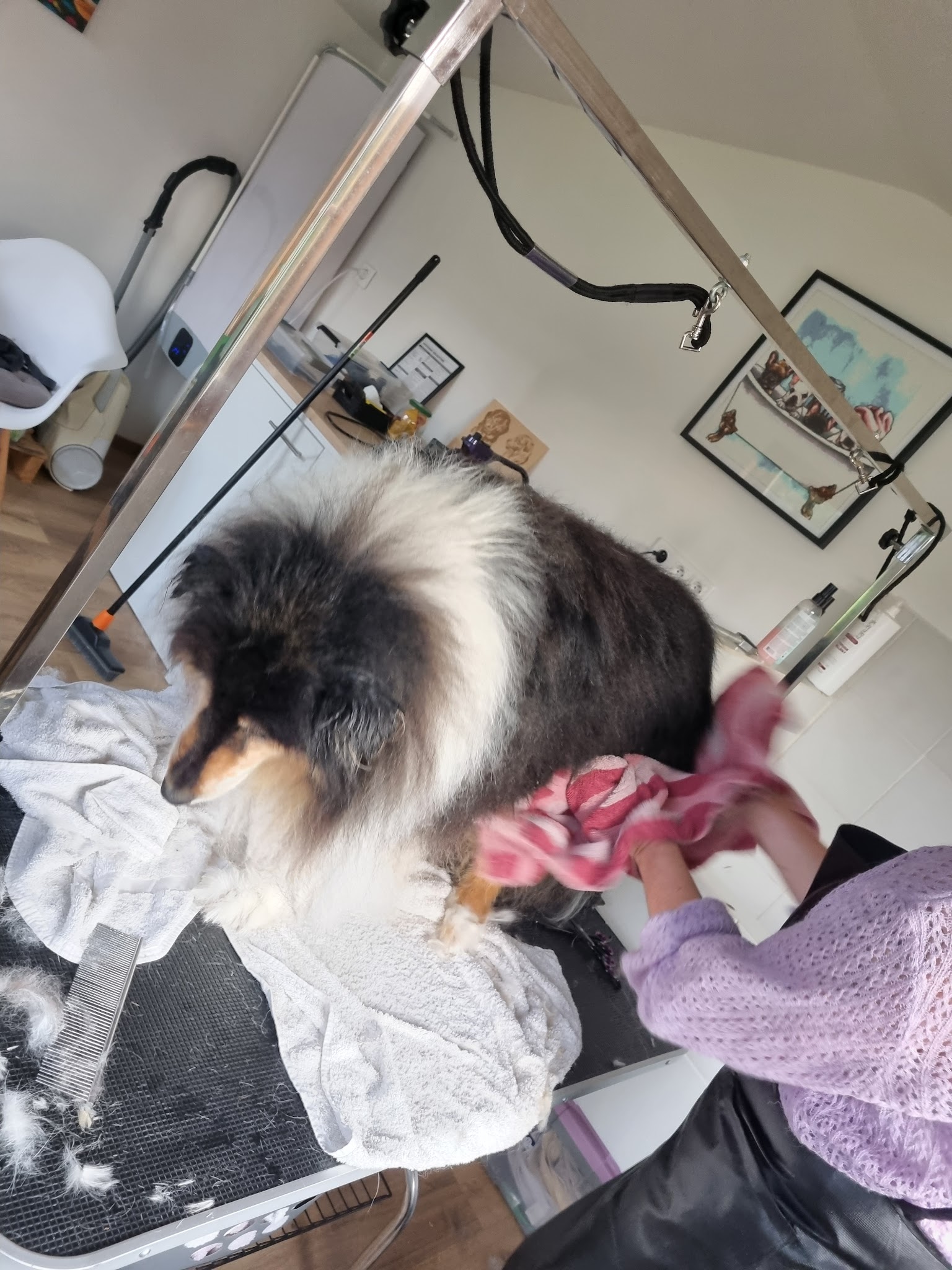 Pet's Ecla - Pension et Toilettage — photo