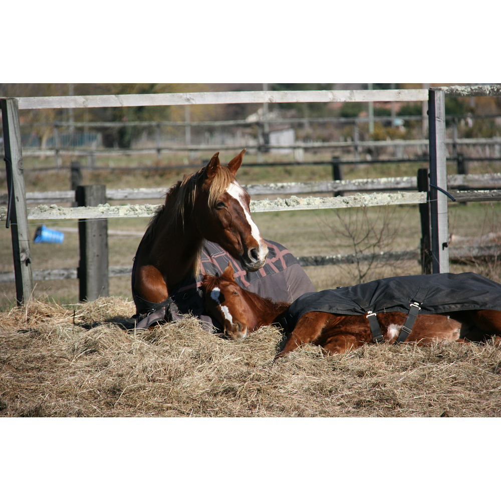 Haras de la fauconnerie — photo