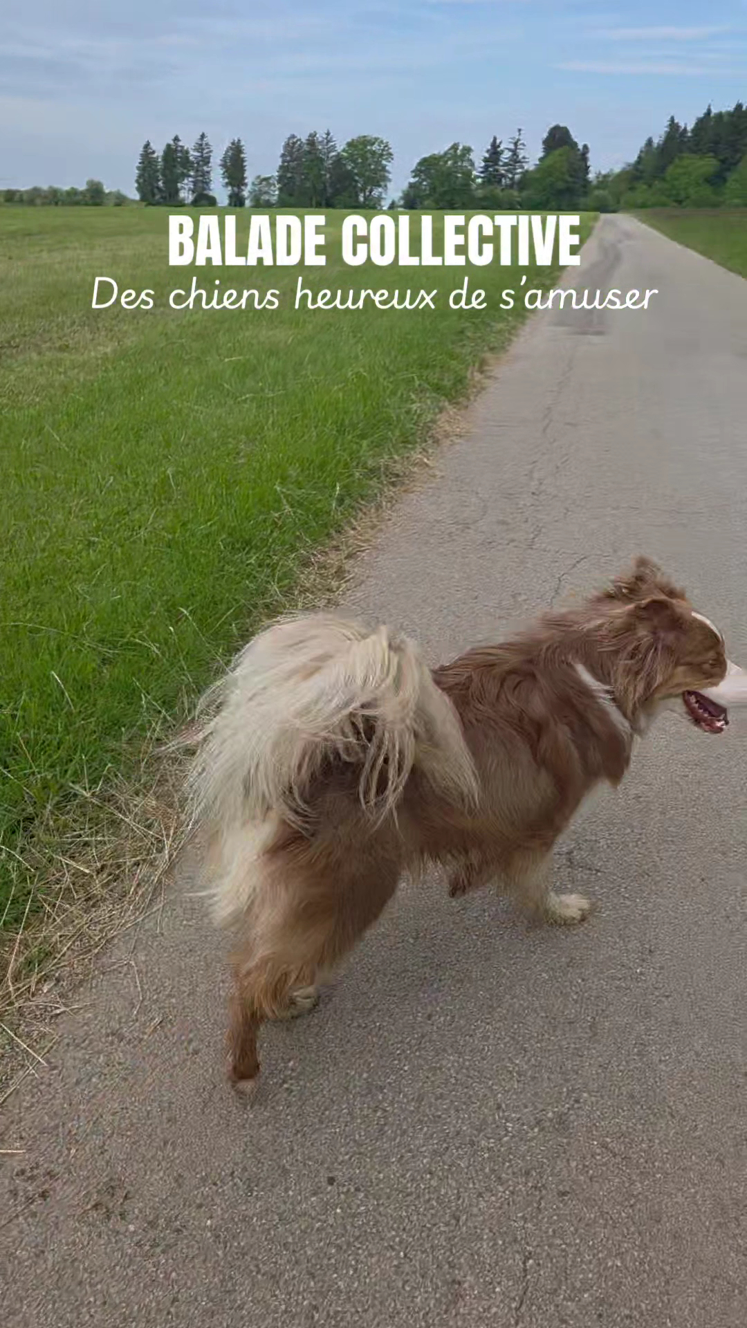 Une Patte Après l'Autre — photo