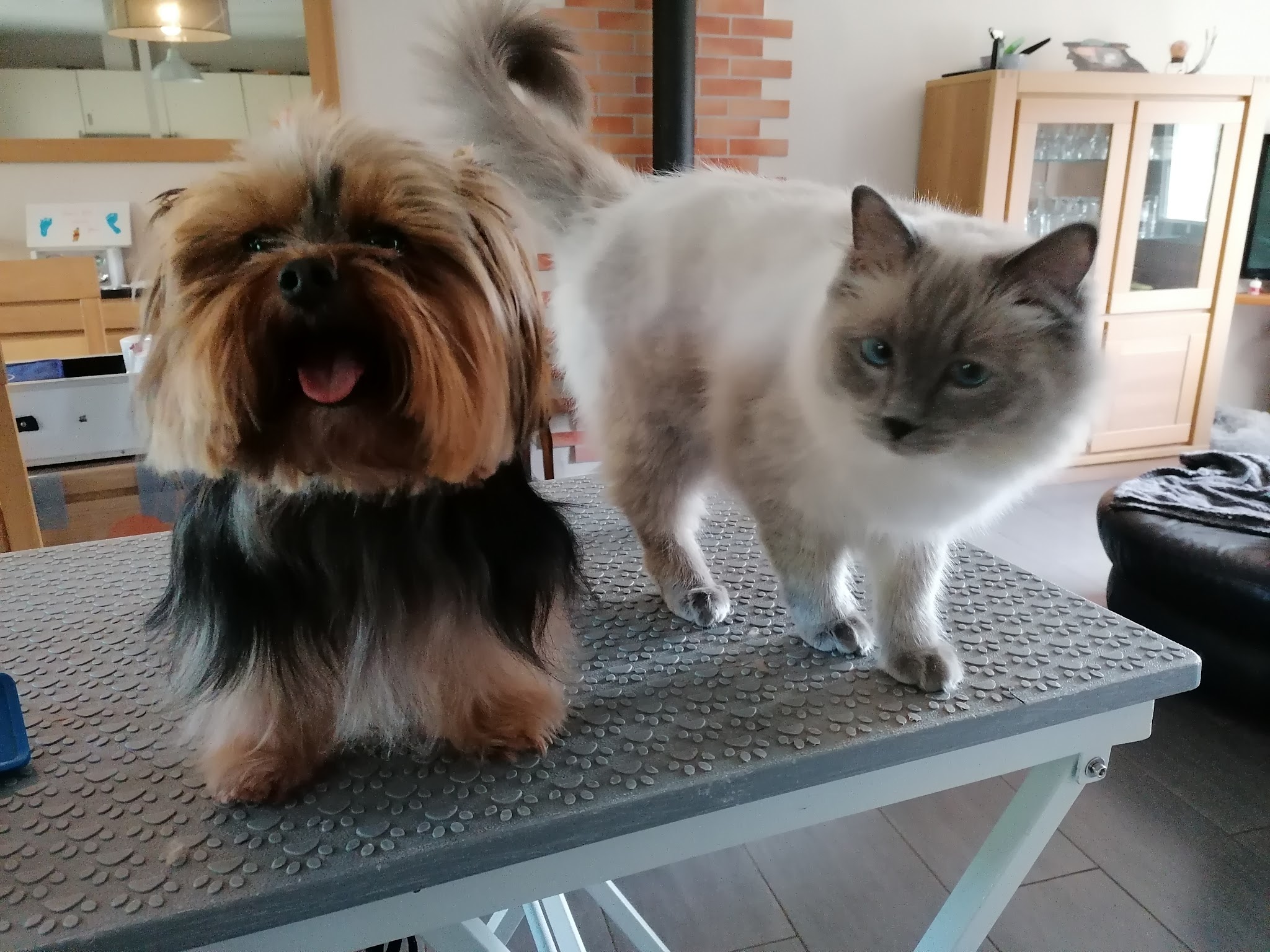 Mes amours à poils — photo