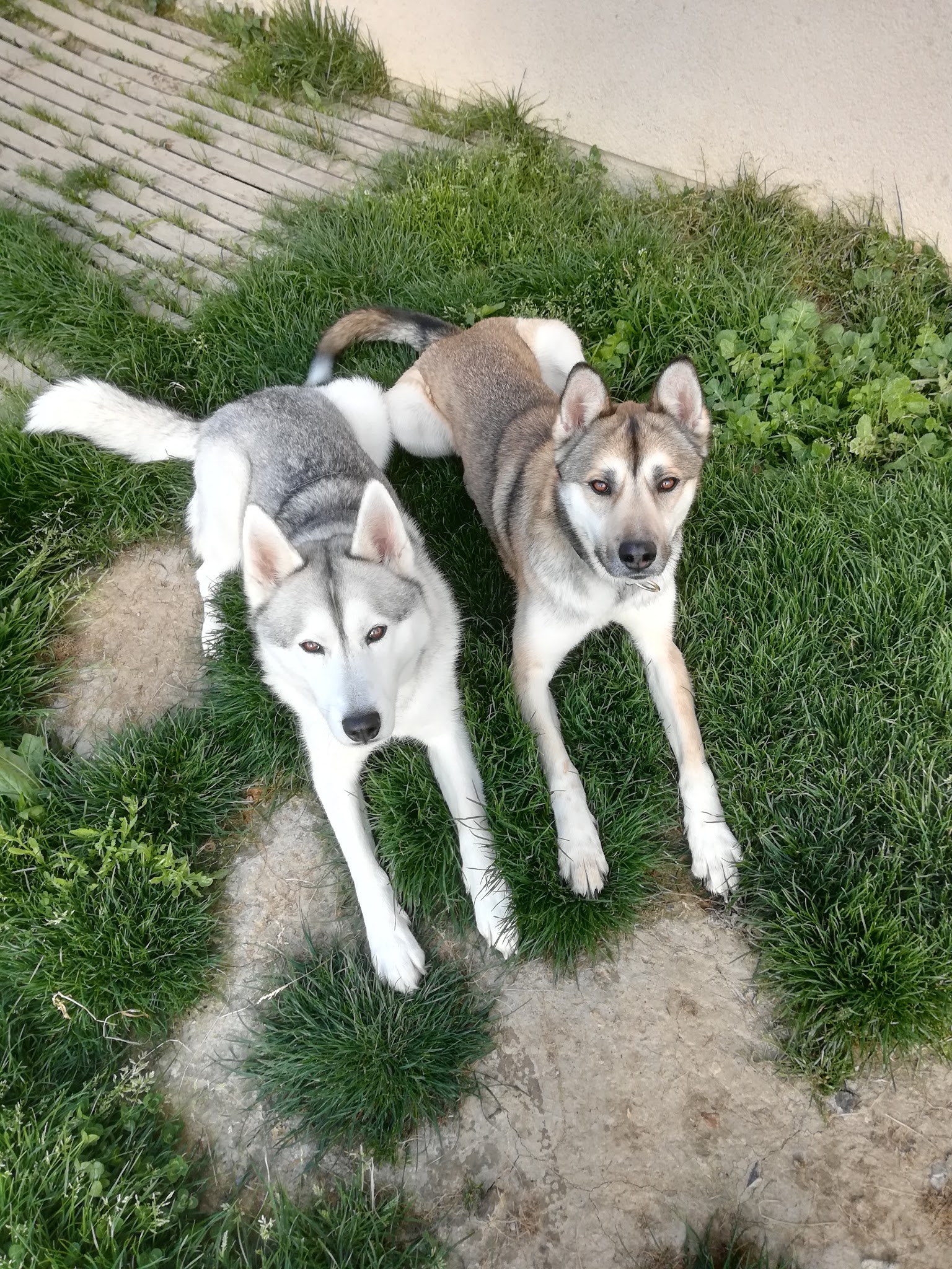 Mes amours à poils