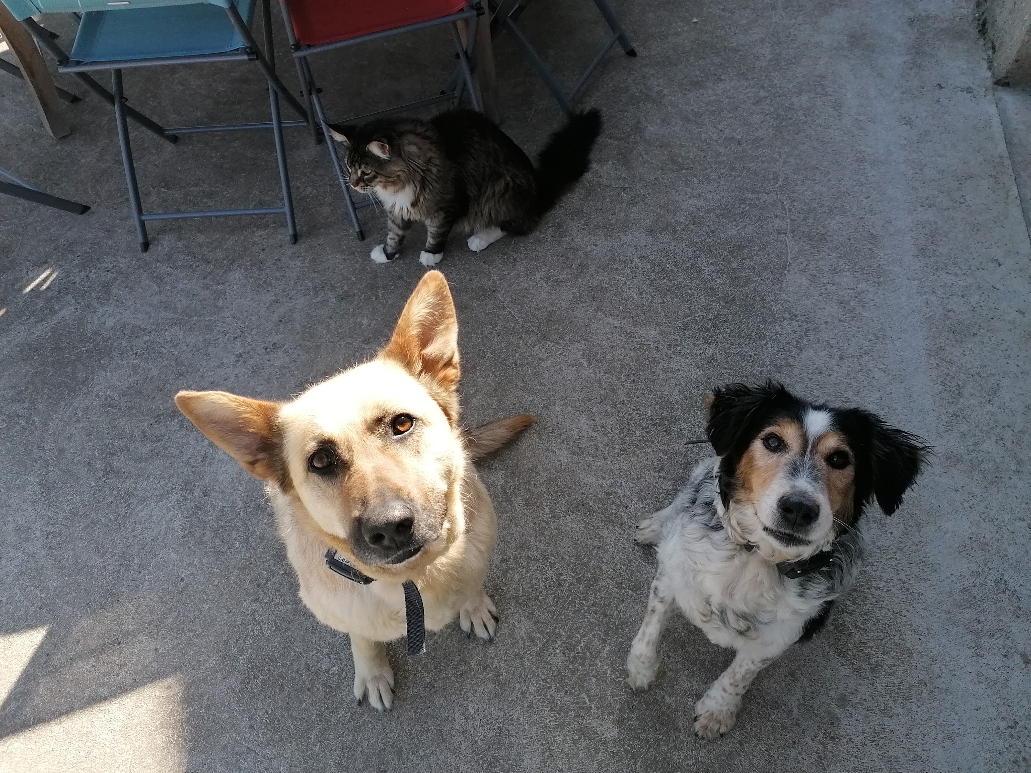 Mes amours à poils — photo