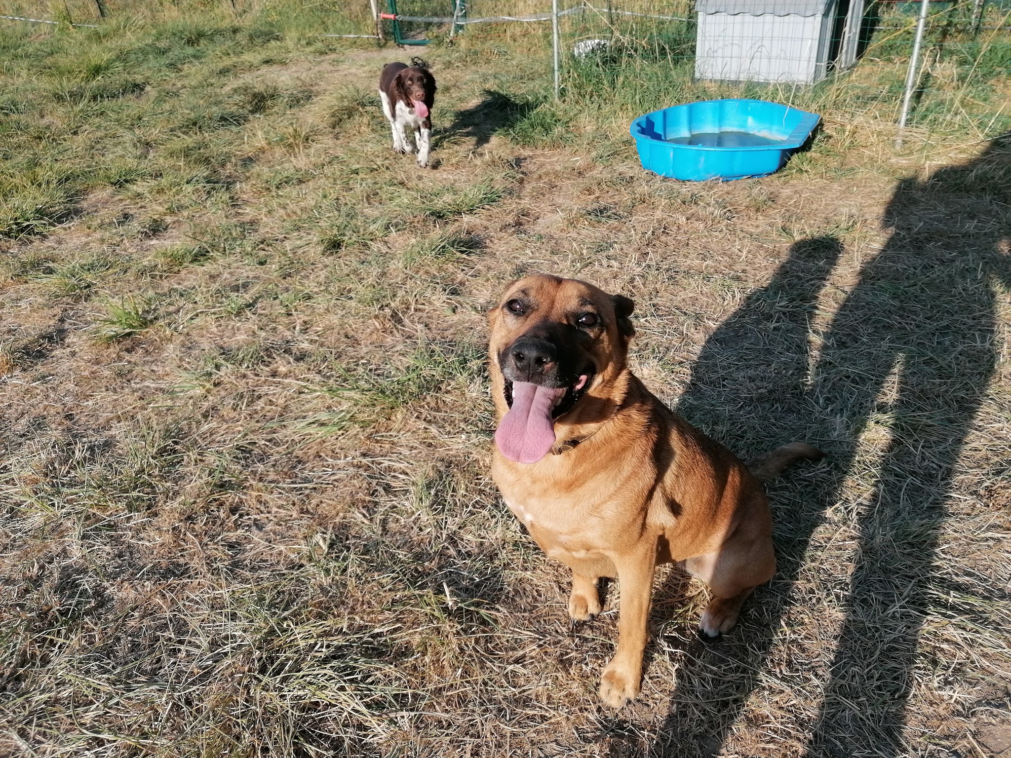 Mes amours à poils — photo