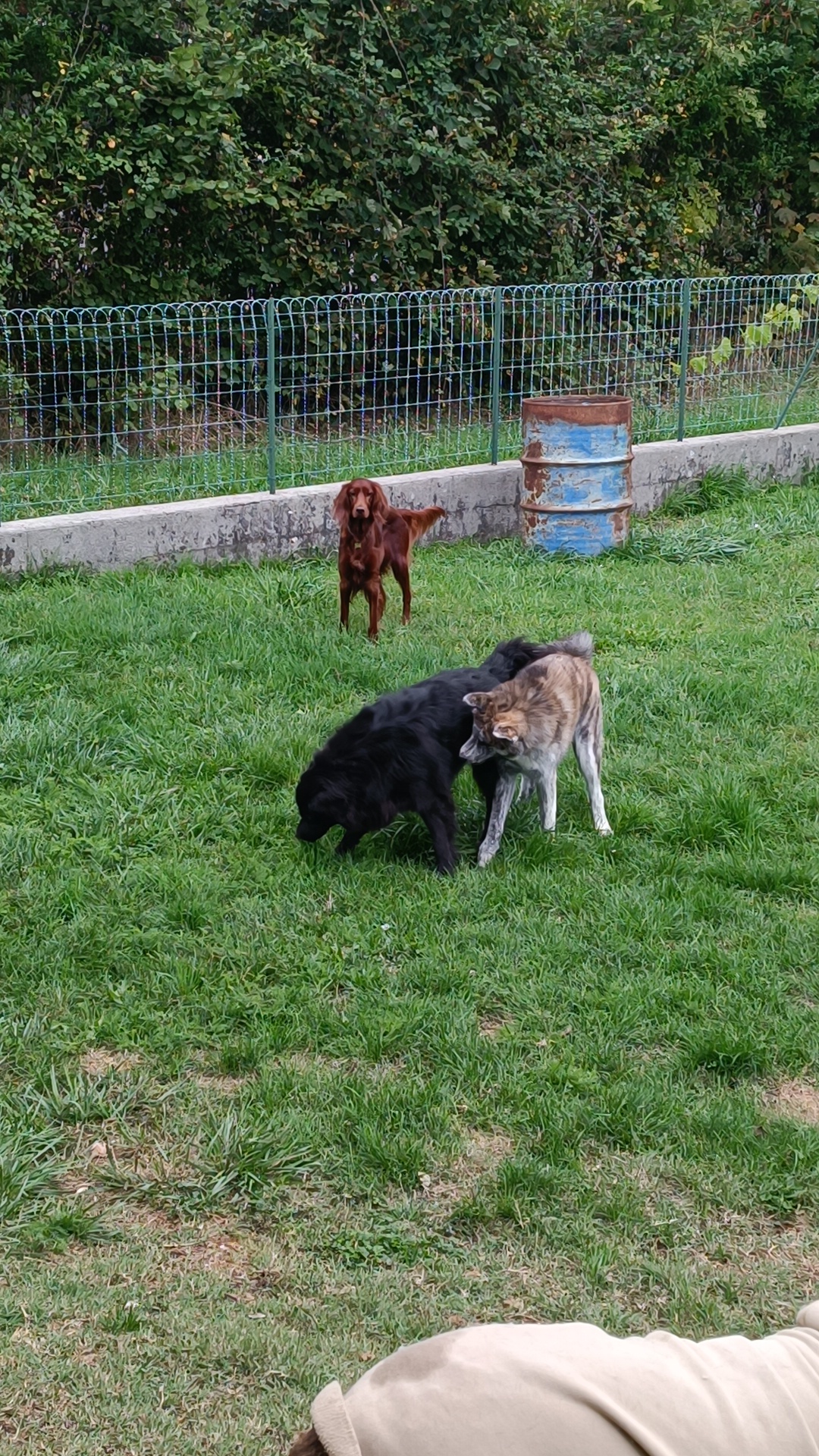 Tala Pet's World — photo