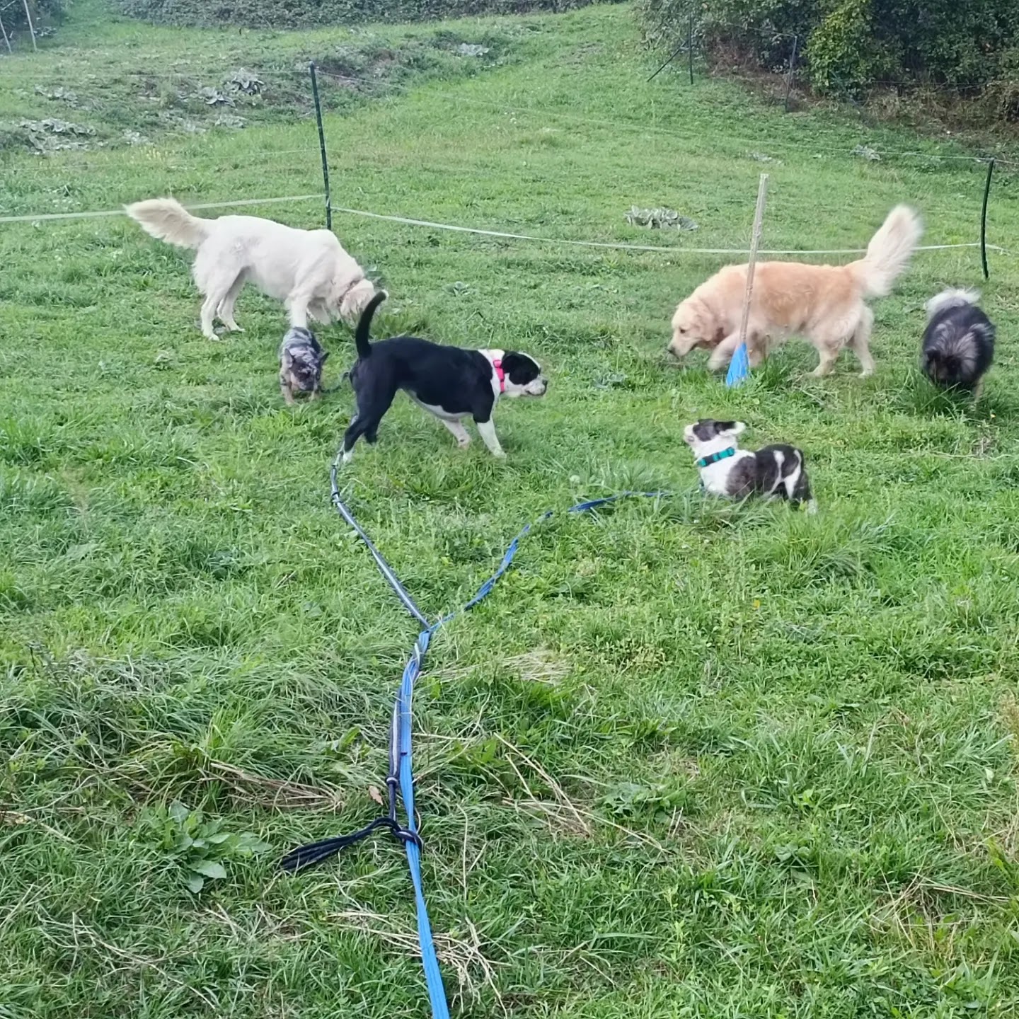 Tala Pet's World