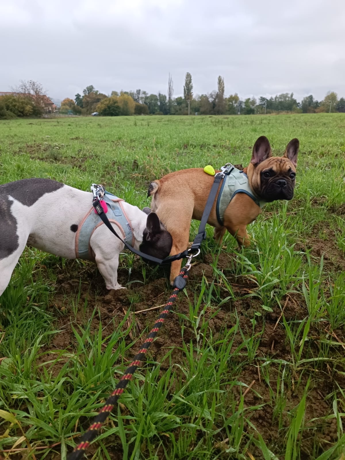 Tala Pet's World — photo