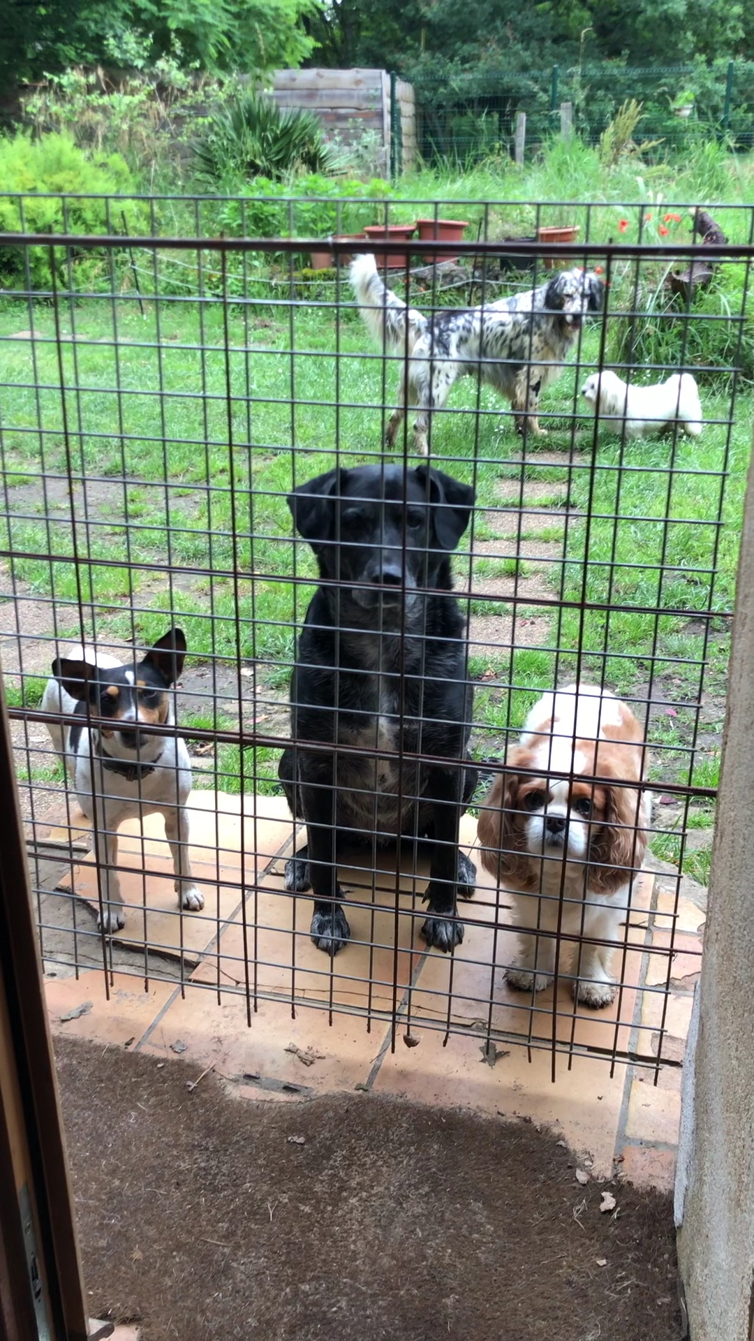 Pension Canine de Cameillac
