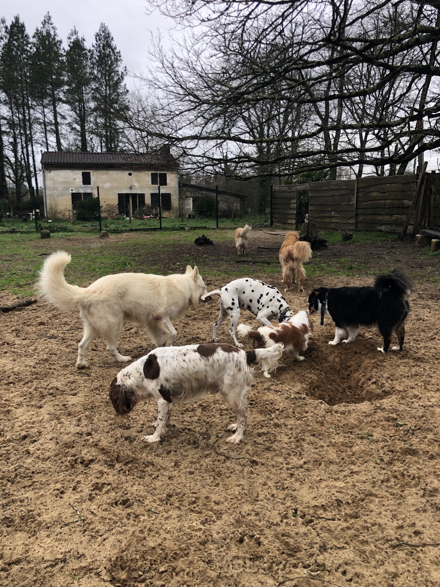 Pension Canine de Cameillac — photo