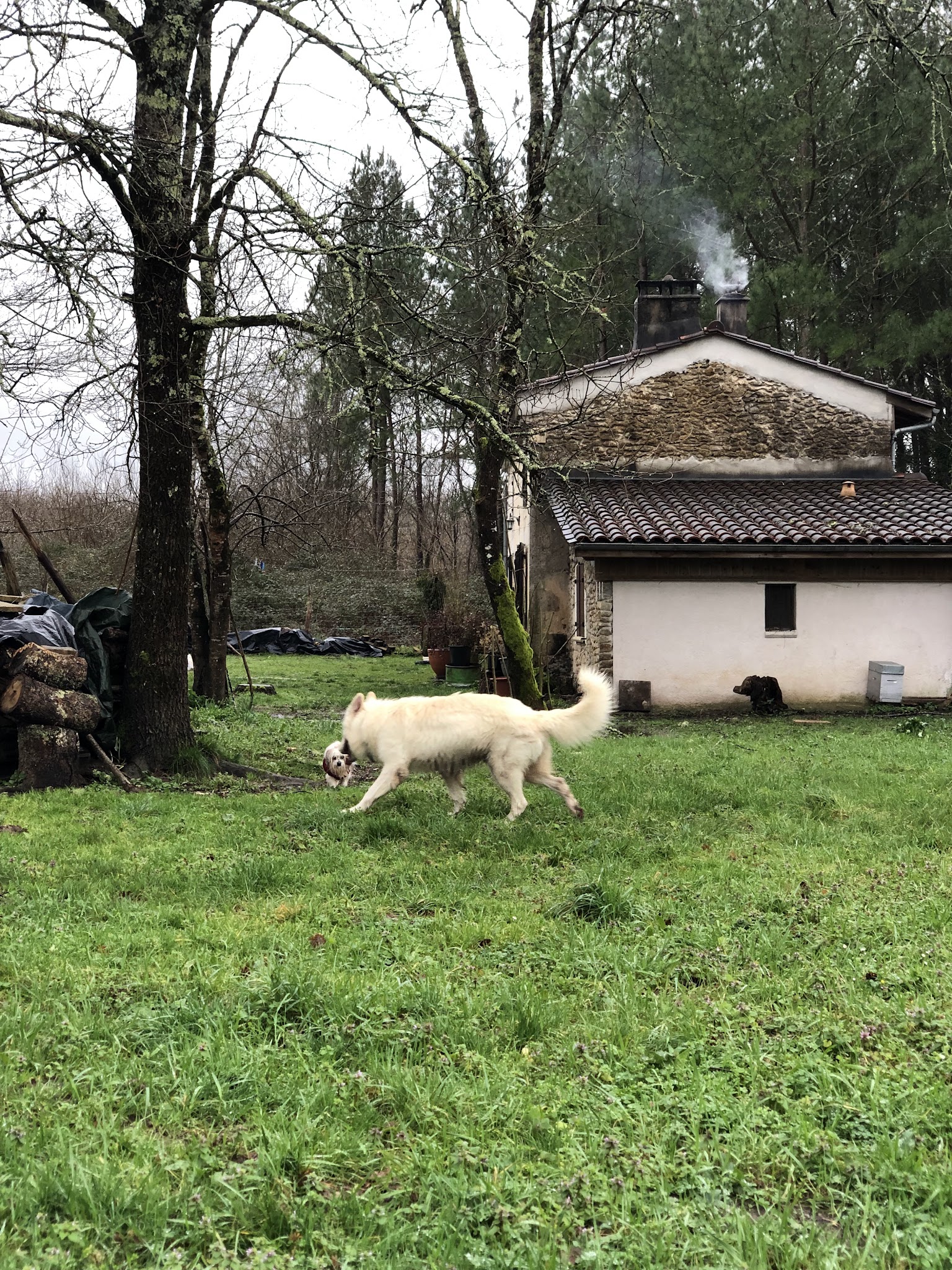 Pension Canine de Cameillac — photo