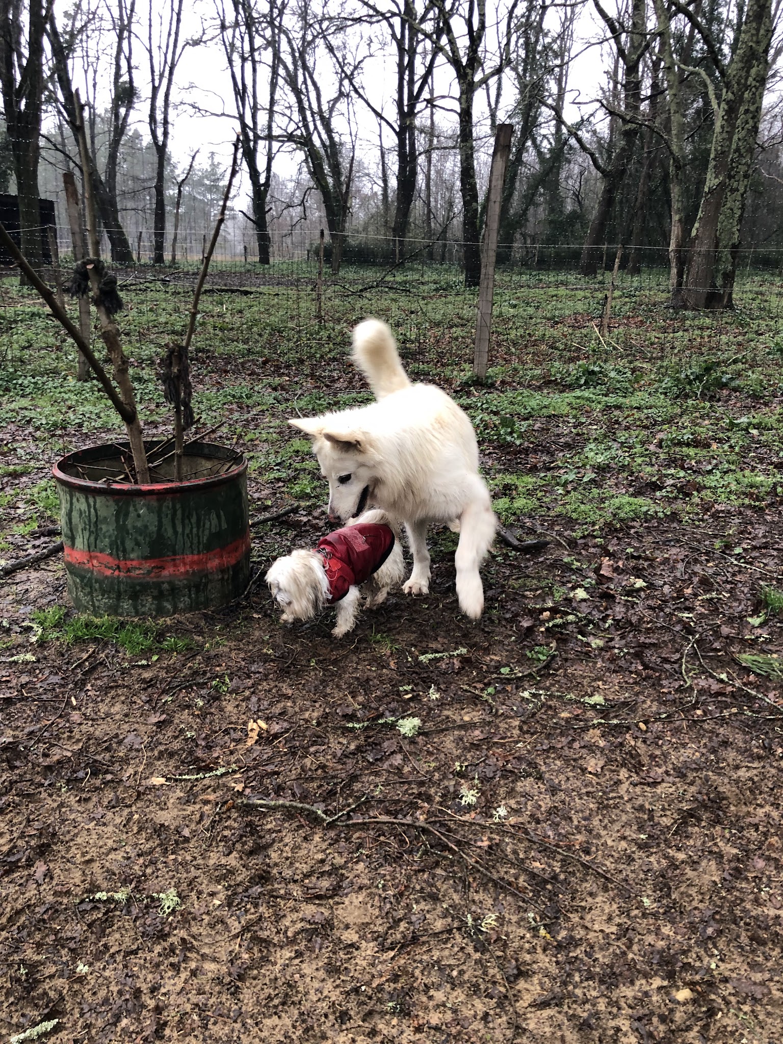 Pension Canine de Cameillac — photo