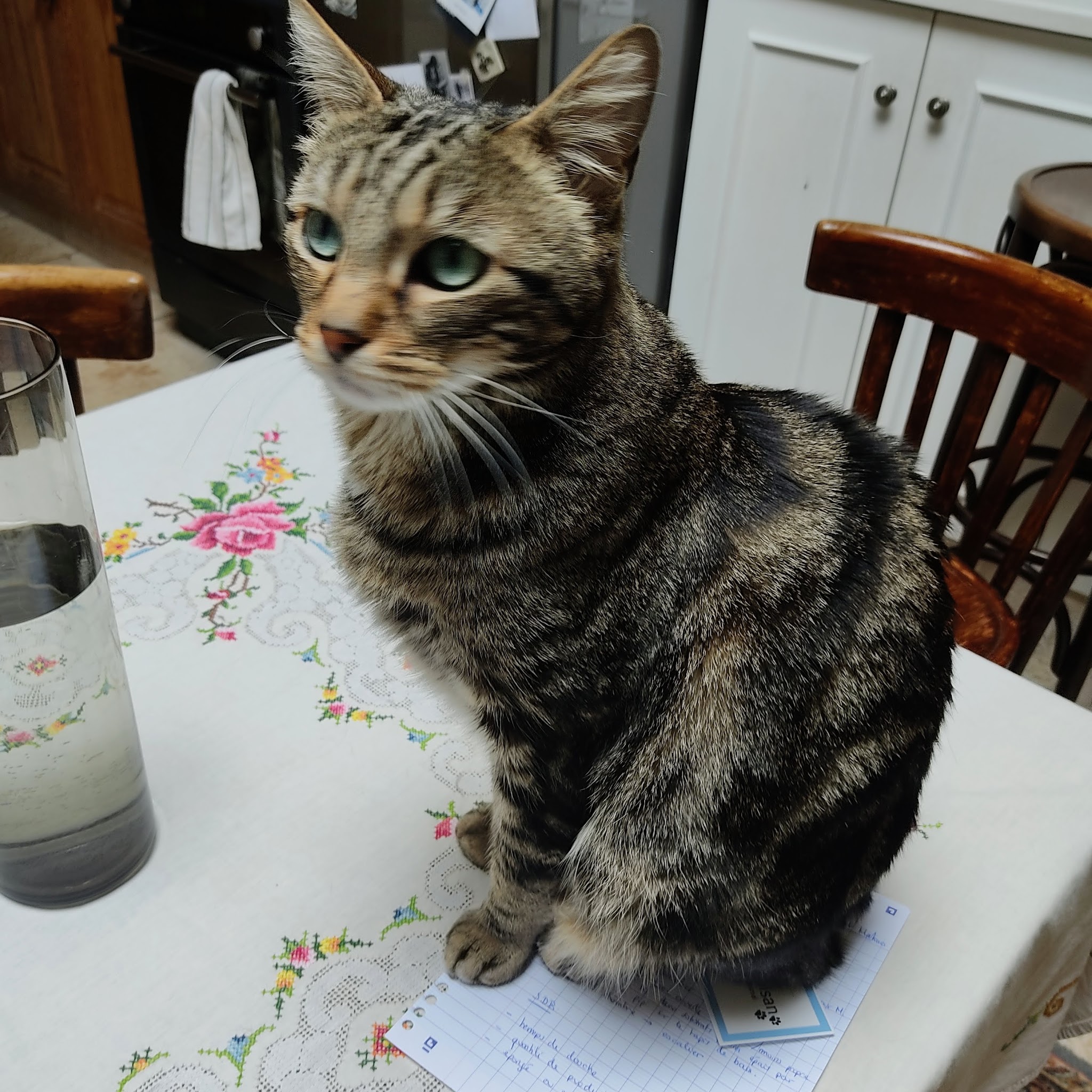Maison Moisan - santé et bien-être animal — photo