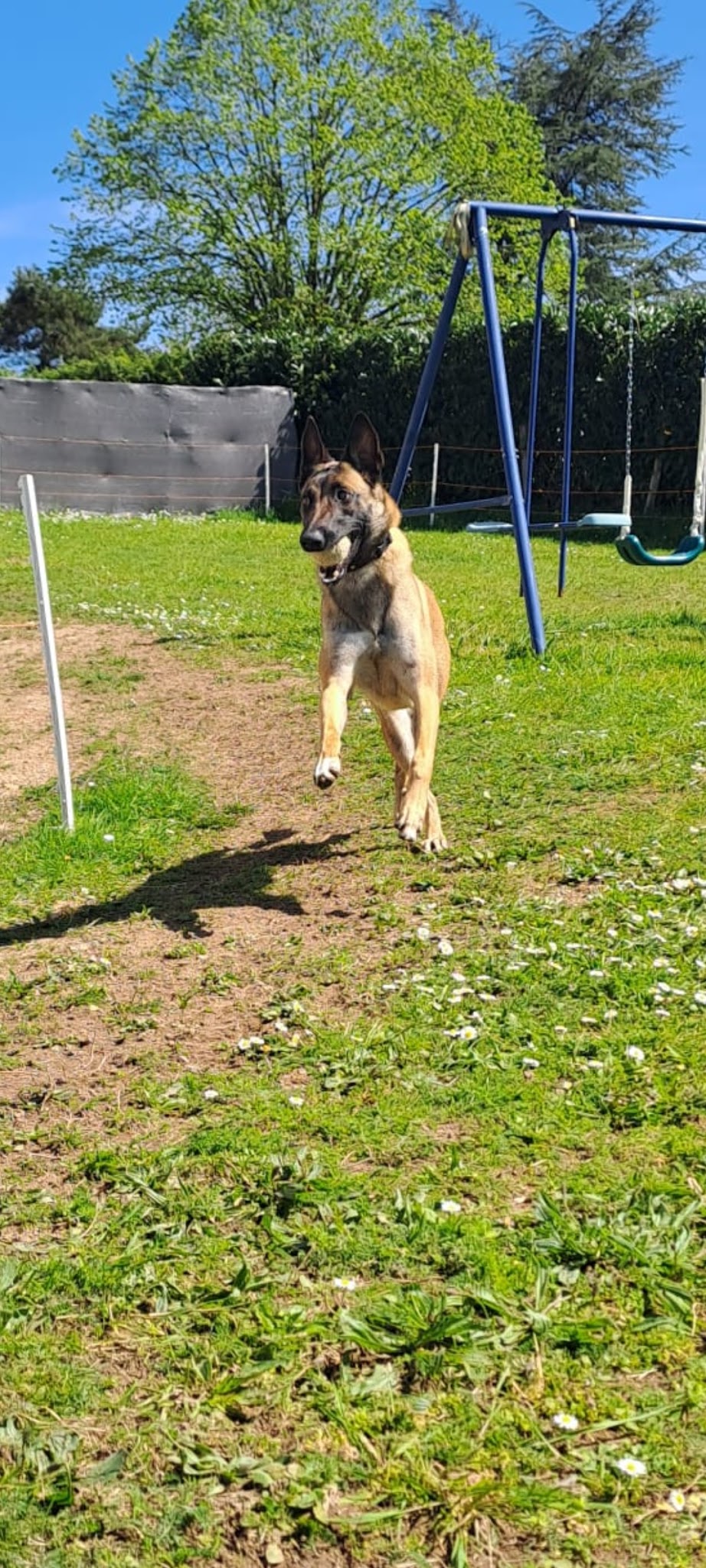 Equi Dog Ranch — photo