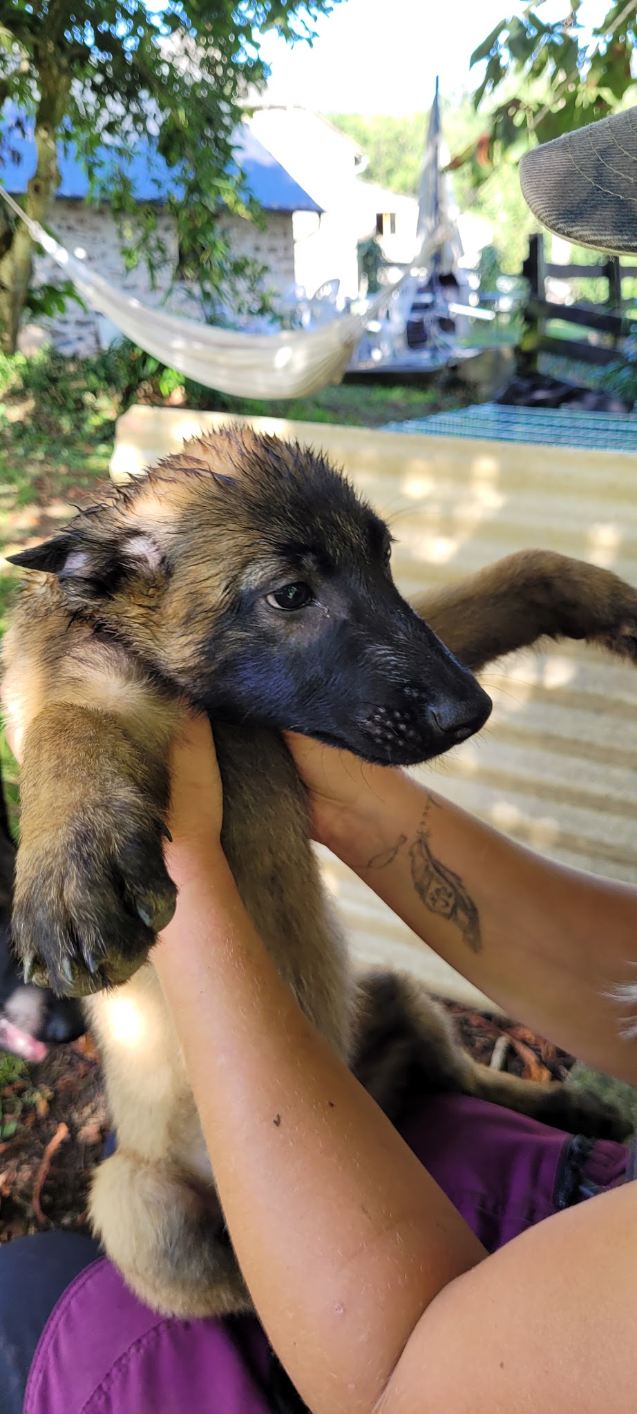 Equi Dog Ranch — photo