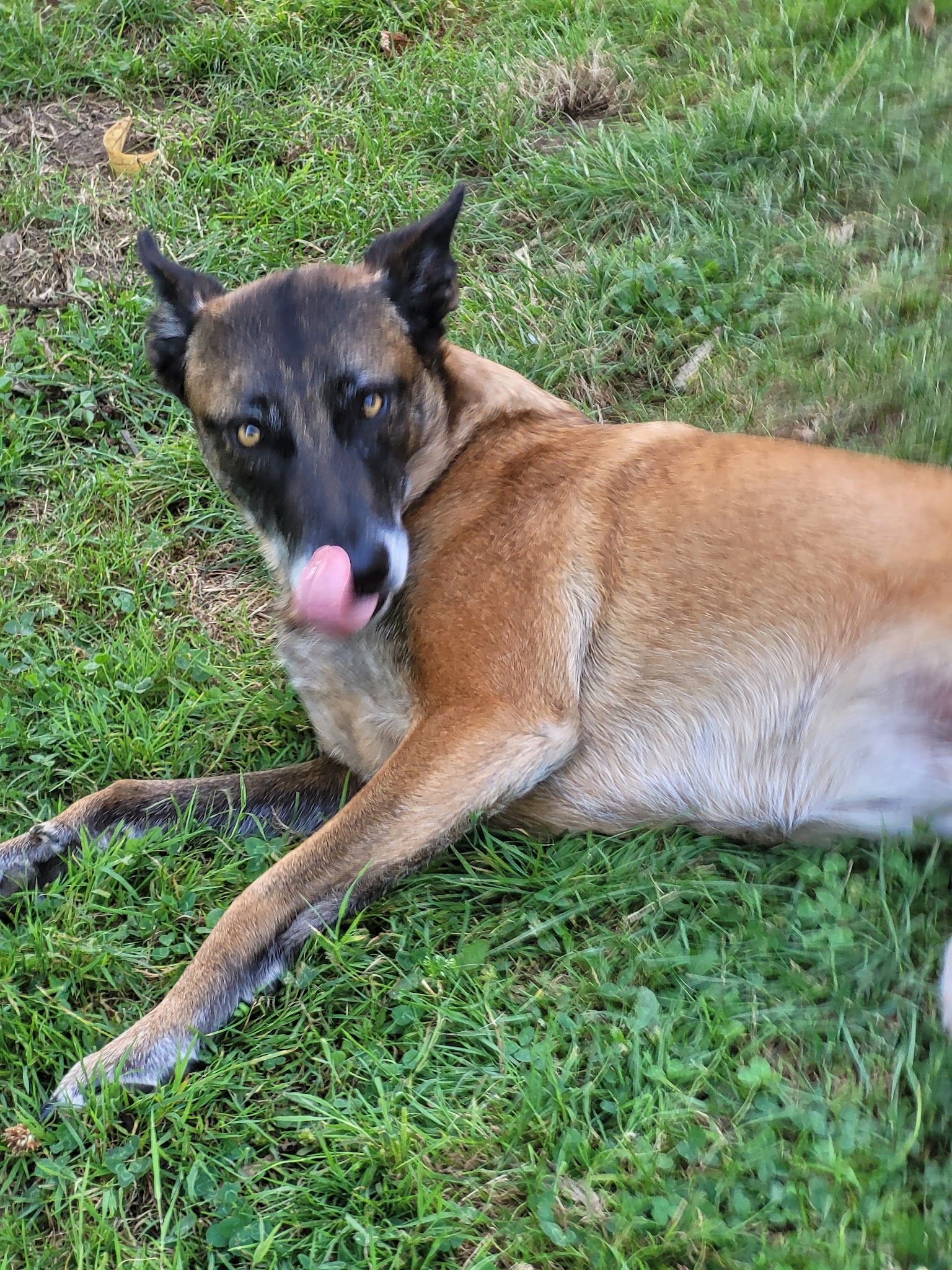 Equi Dog Ranch — photo