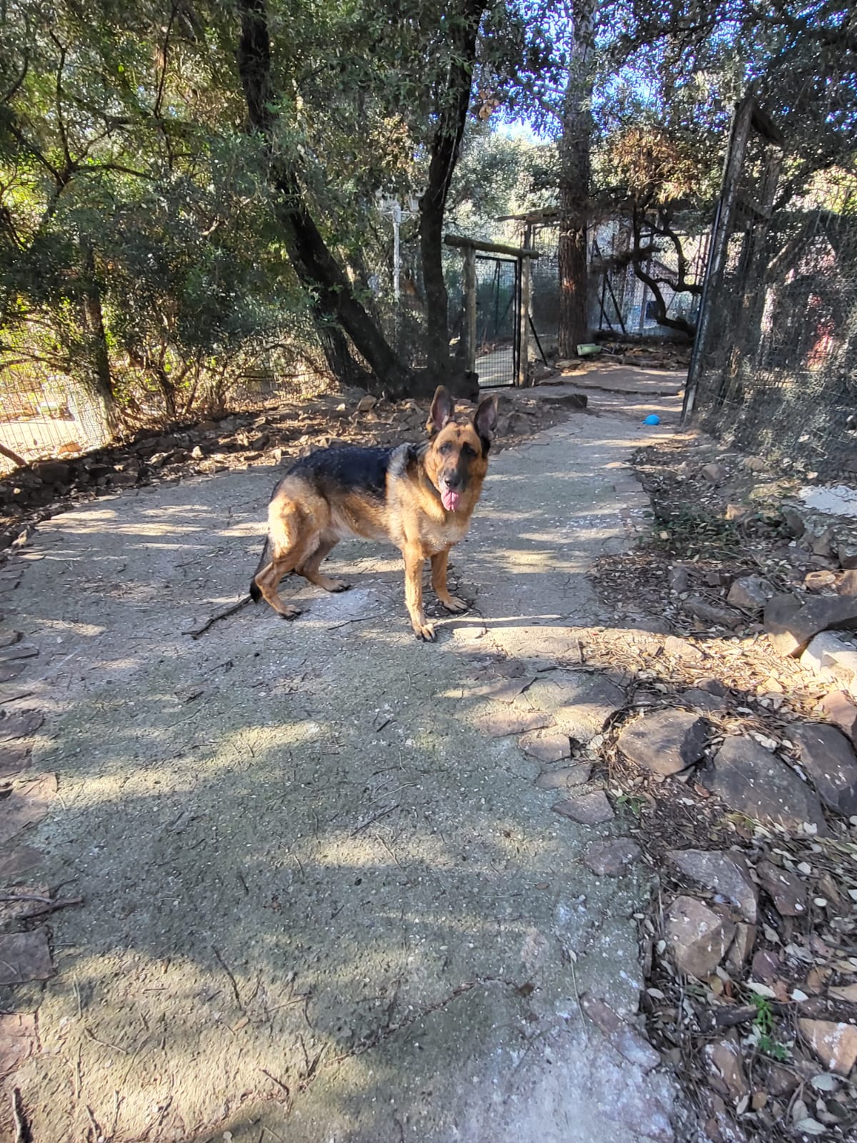 Pension canine 4 os pour Chien et Chat — photo