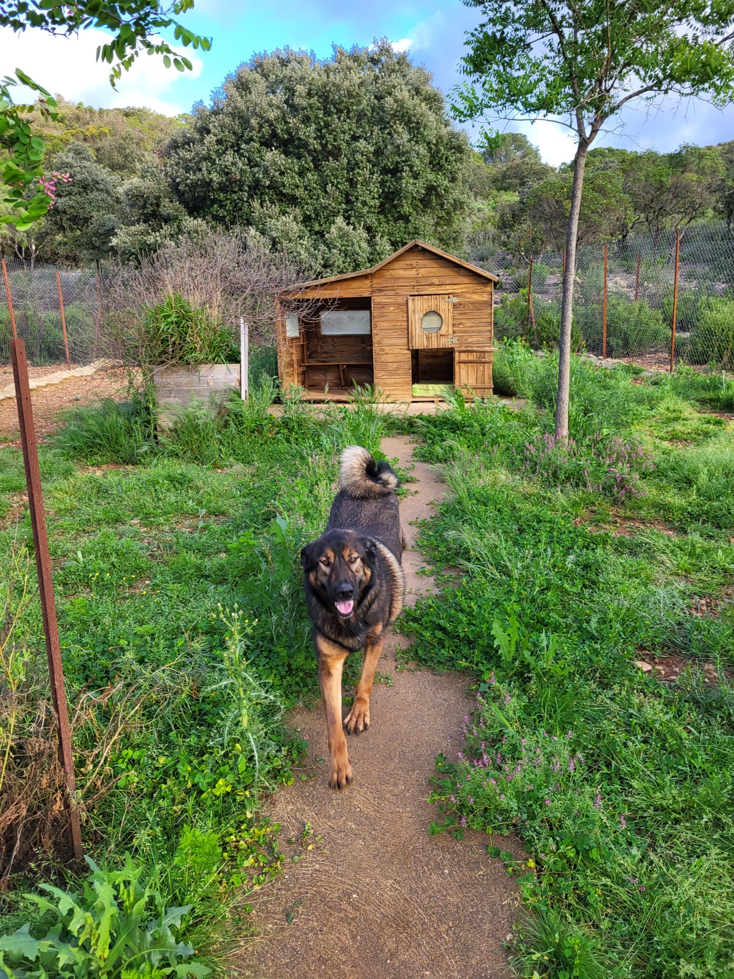 Pension canine 4 os pour Chien et Chat — photo
