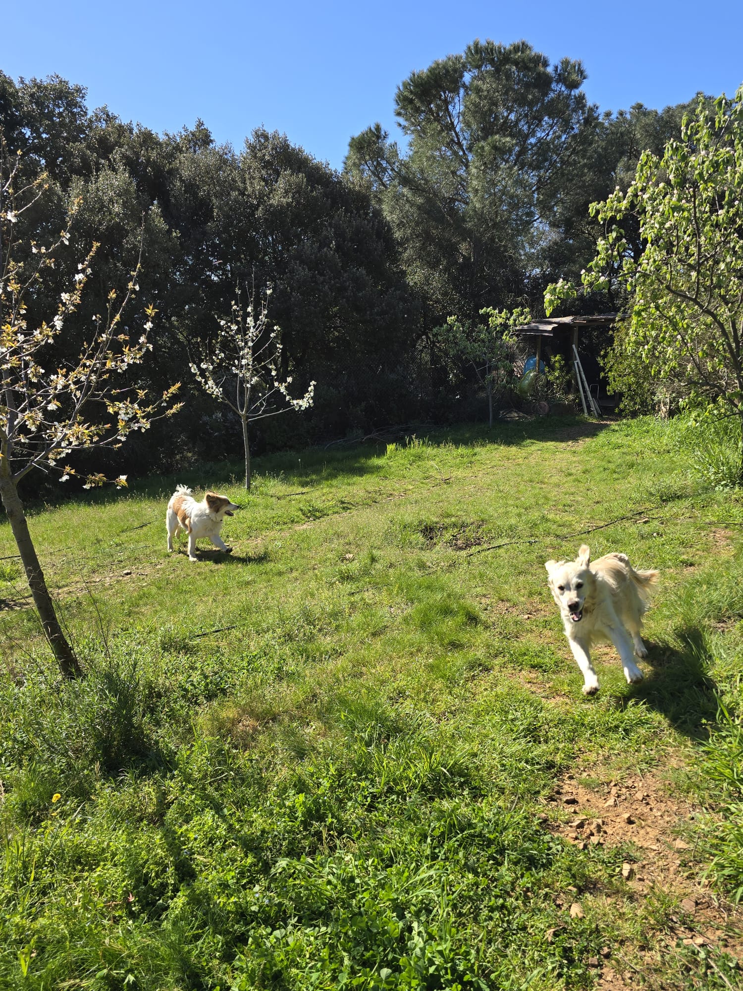 Pension canine 4 os pour Chien et Chat — photo
