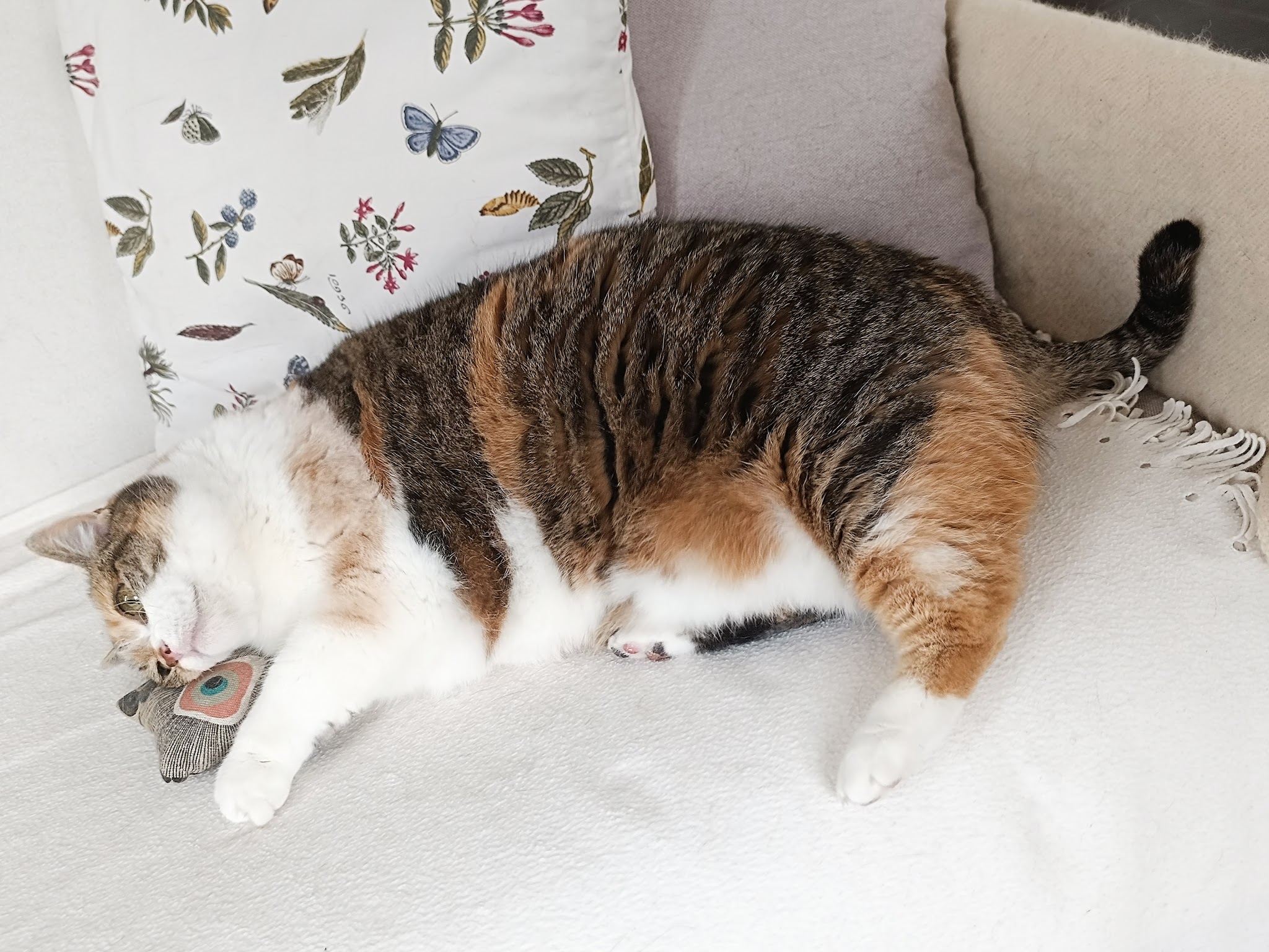 Nounou des mille et une pattes — photo