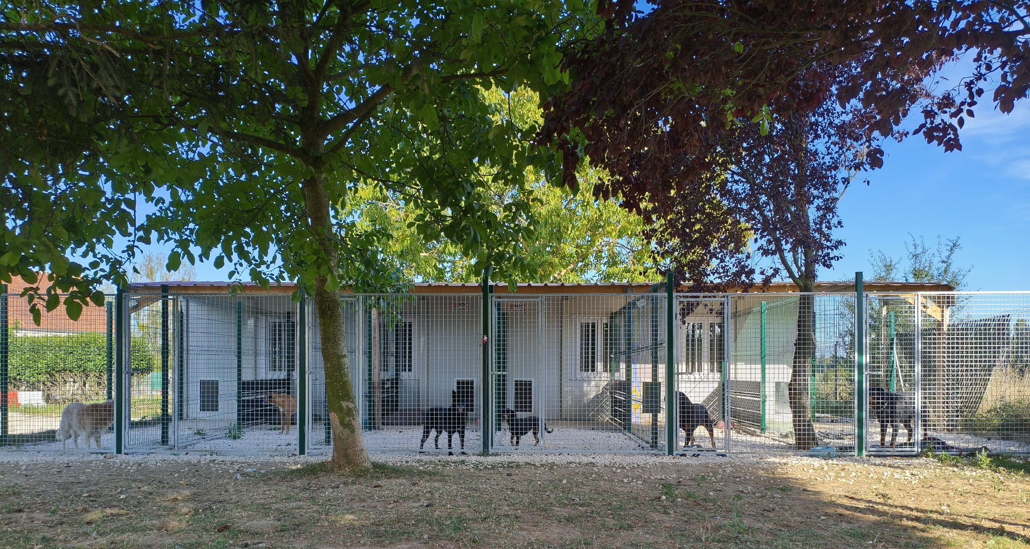 DOGVEL PENSION — photo