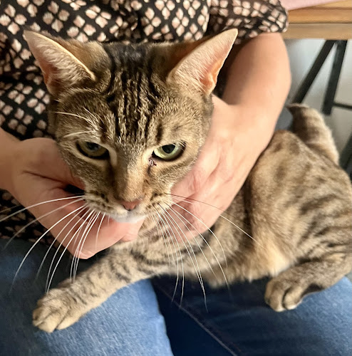 ANIMOBILE Nîmes pet-sitting