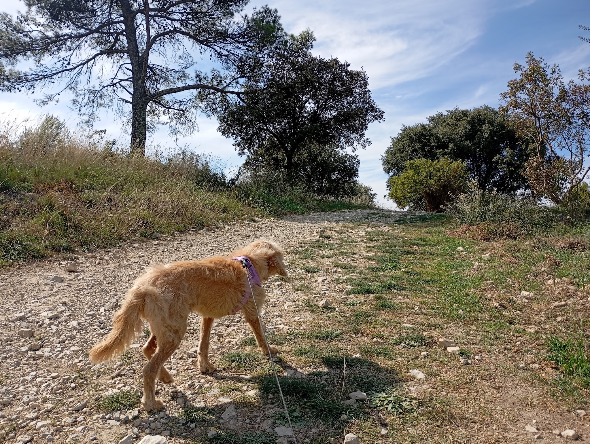 ANIMOBILE Nîmes pet-sitting — photo