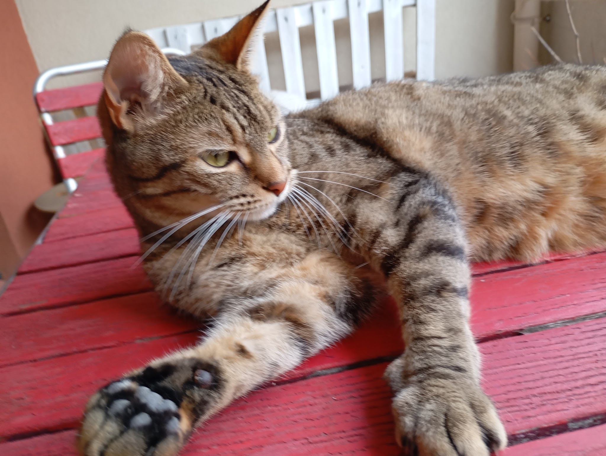 ANIMOBILE Nîmes pet-sitting — photo