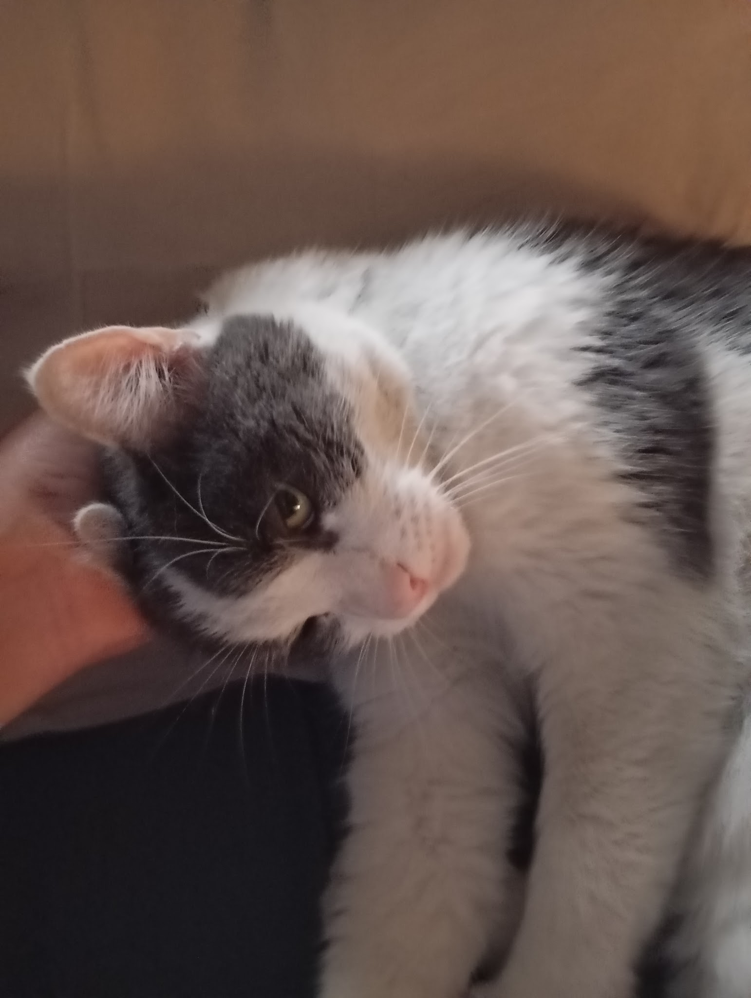 ANIMOBILE Nîmes pet-sitting — photo