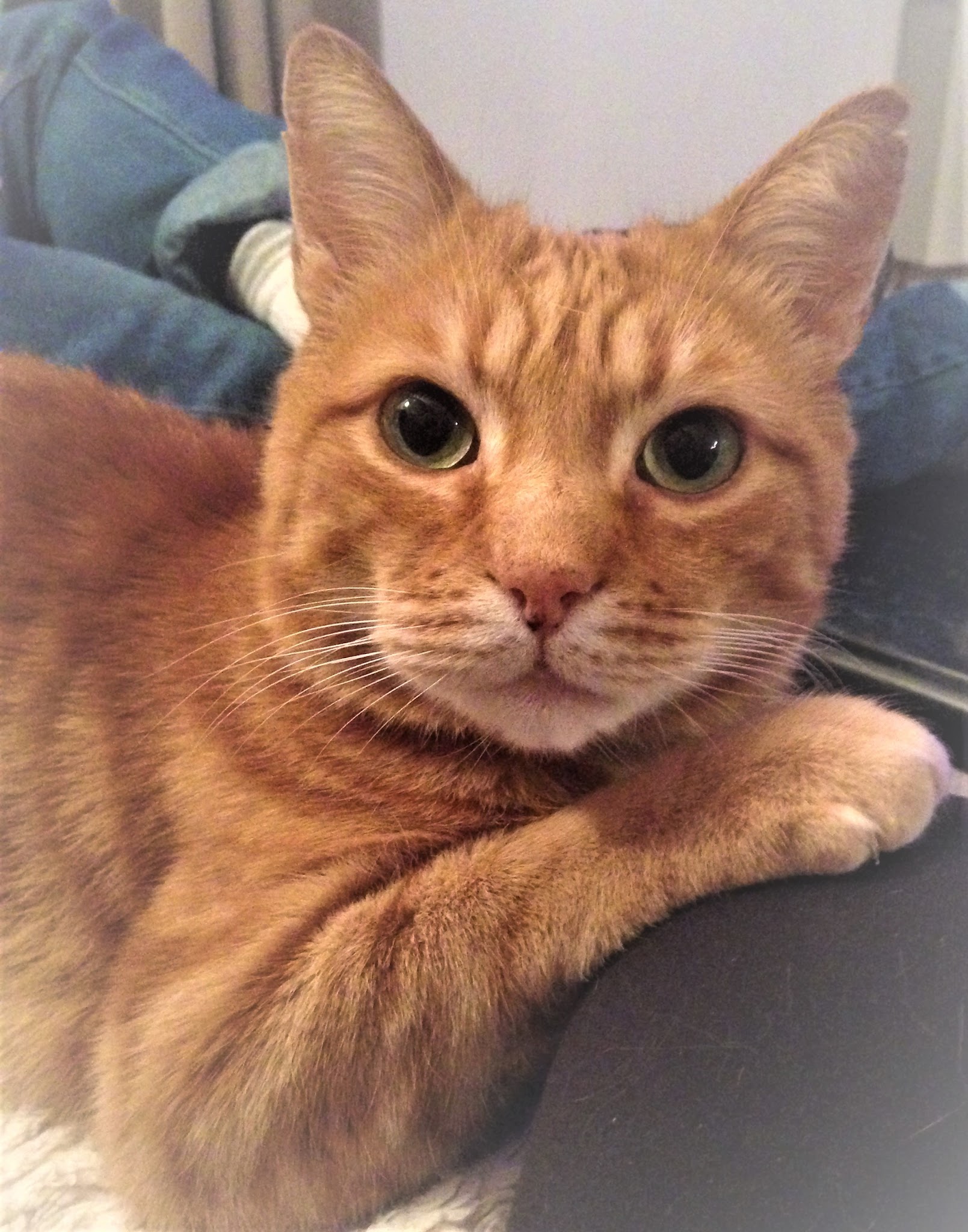 Happy Pets Conseils