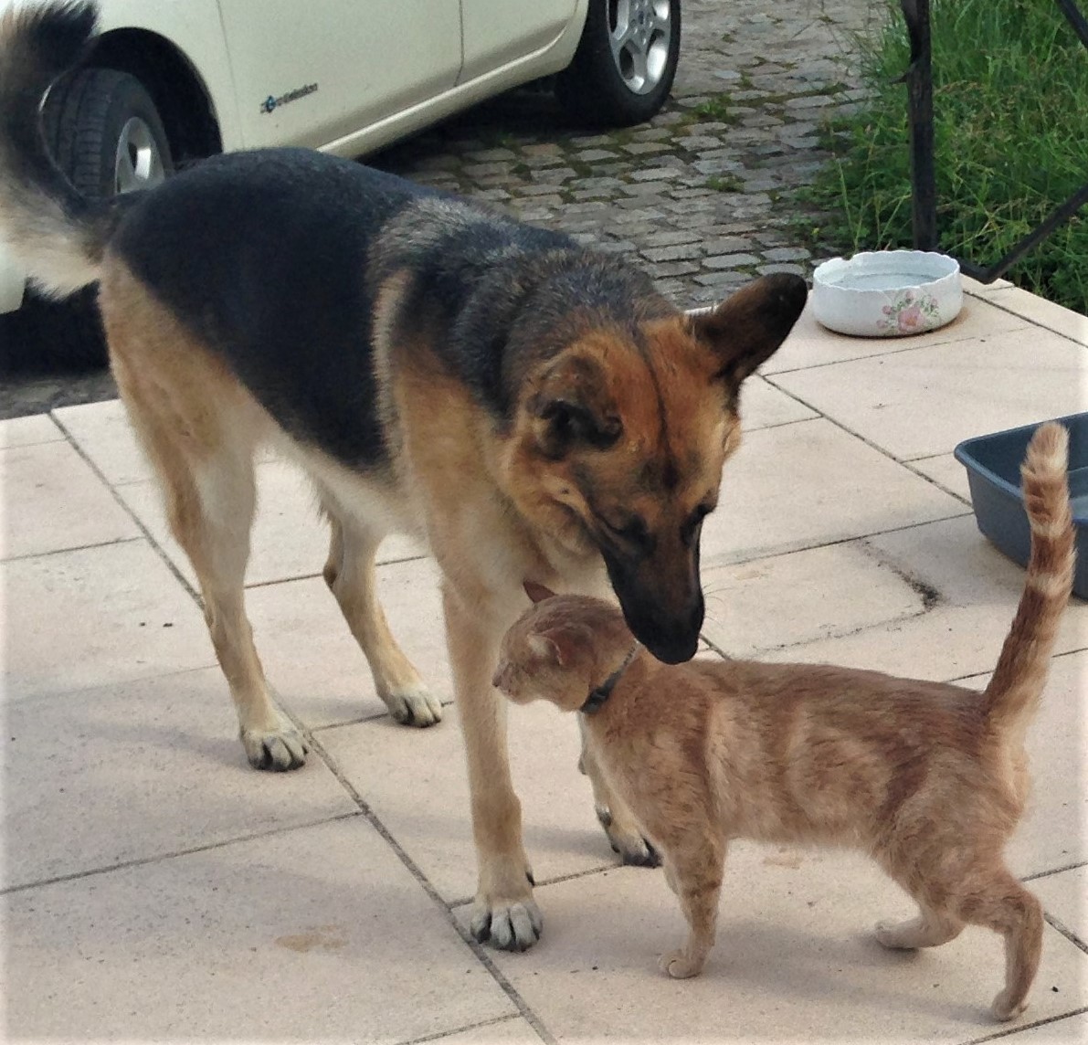 Happy Pets Conseils — photo