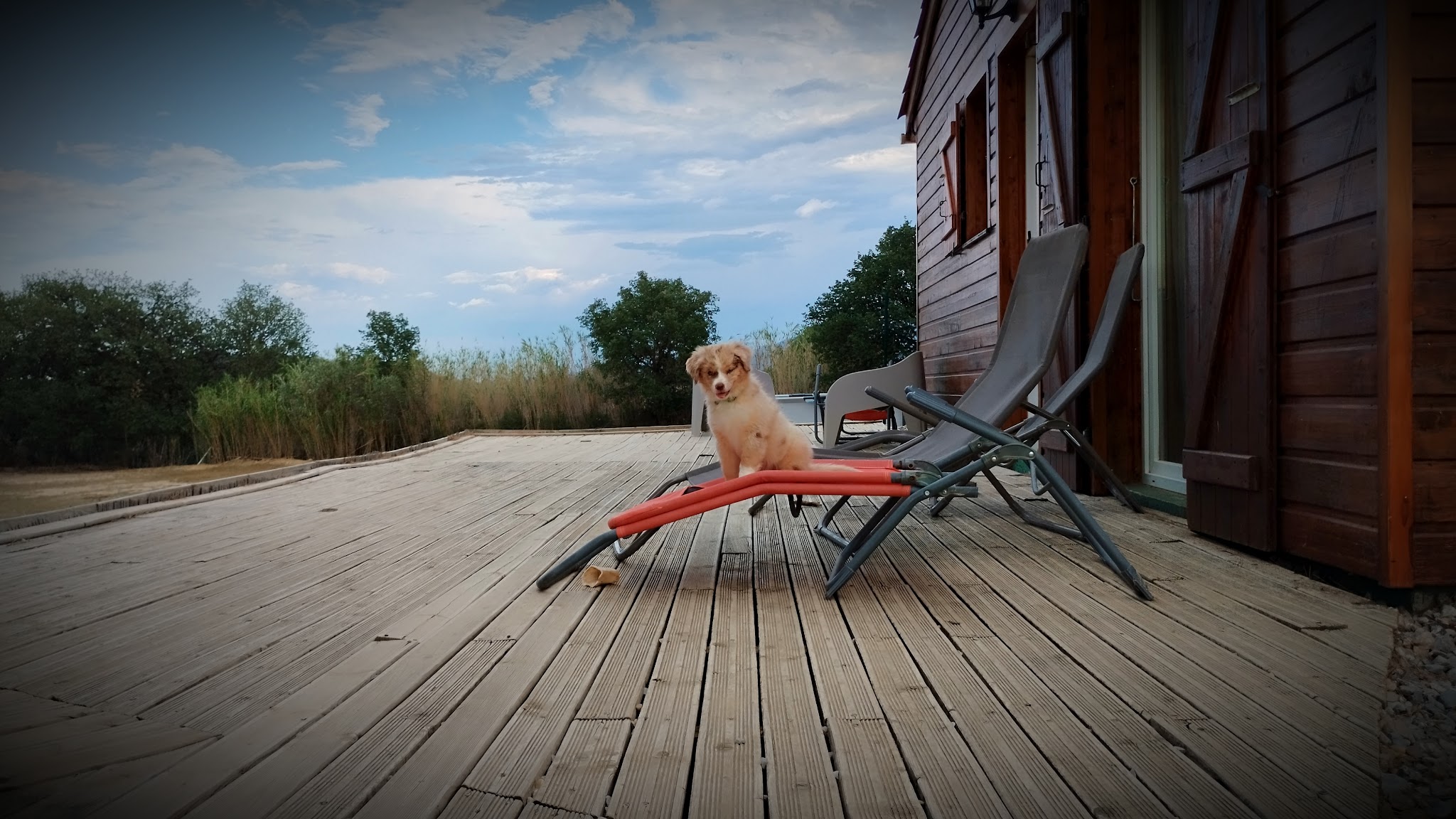 K2 NATURE Elevage et Pension Canine (ACCÈS et VISITES UNIQUEMENT SUR RENDEZ-VOUS) — photo