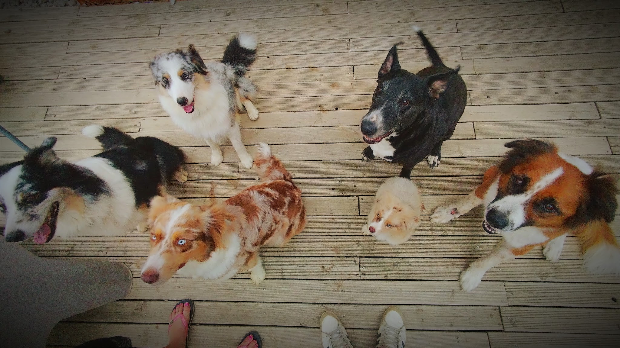 K2 NATURE Elevage et Pension Canine (ACCÈS et VISITES UNIQUEMENT SUR RENDEZ-VOUS) — photo