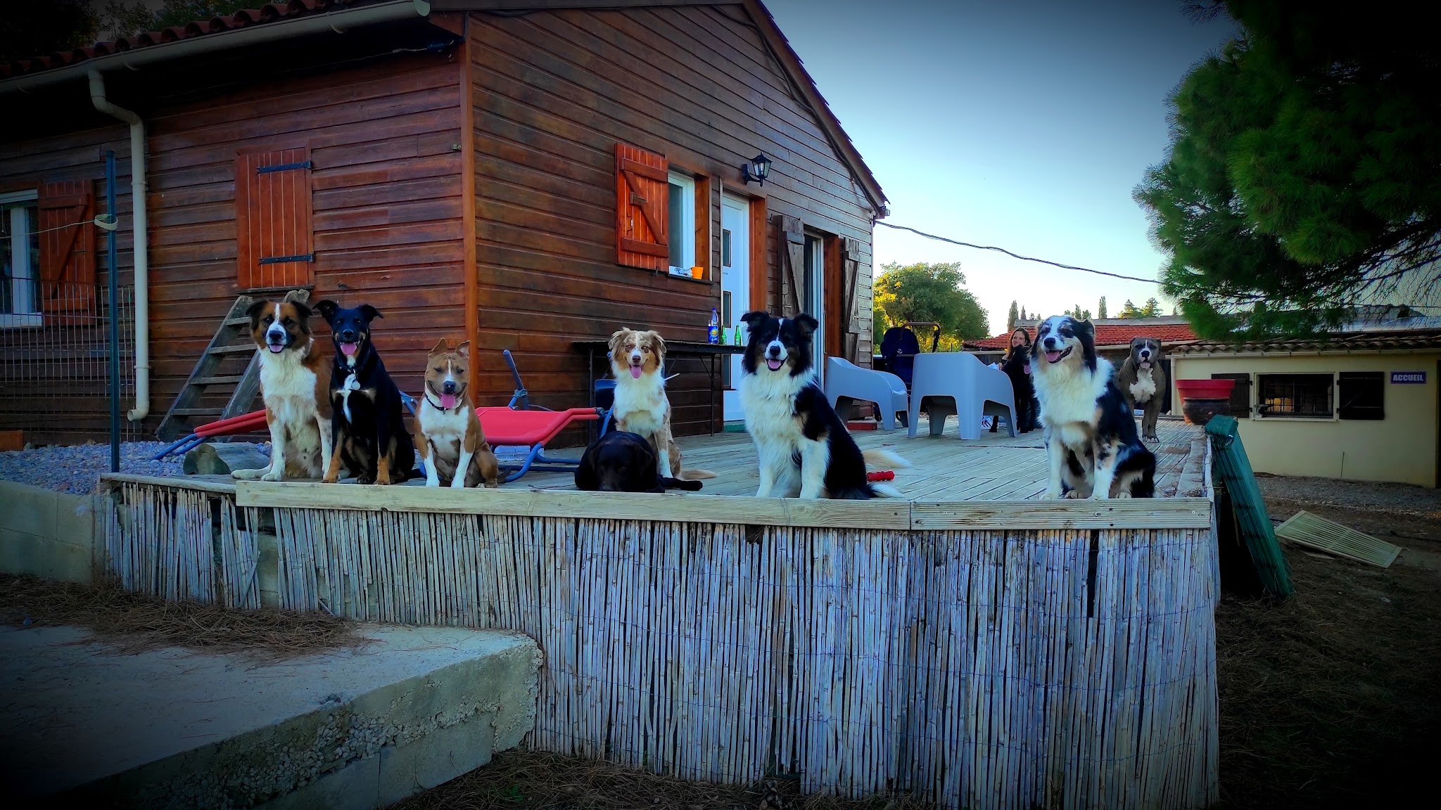 K2 NATURE Elevage et Pension Canine (ACCÈS et VISITES UNIQUEMENT SUR RENDEZ-VOUS) — photo