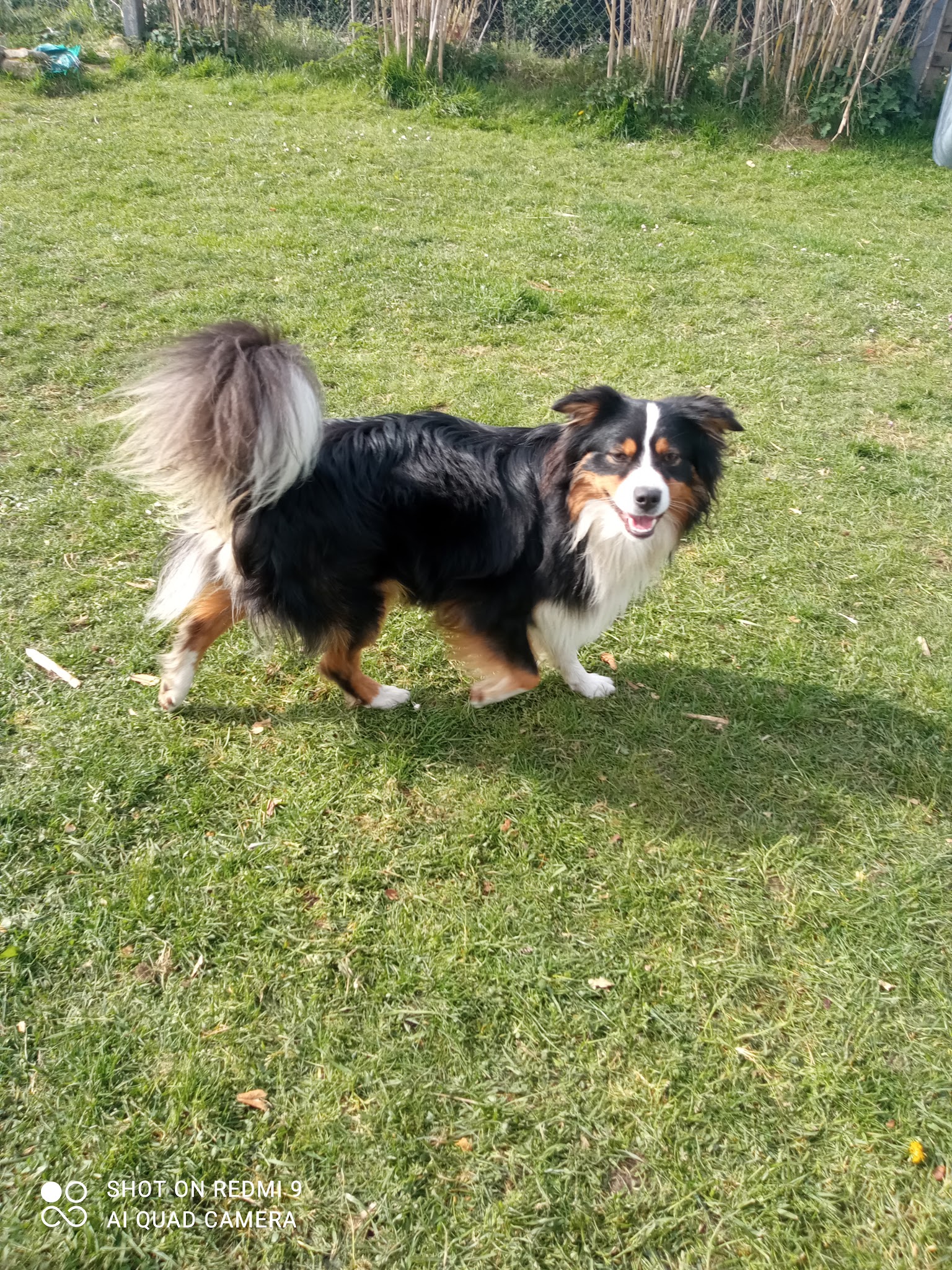 Pension canine Sainte Anne — photo