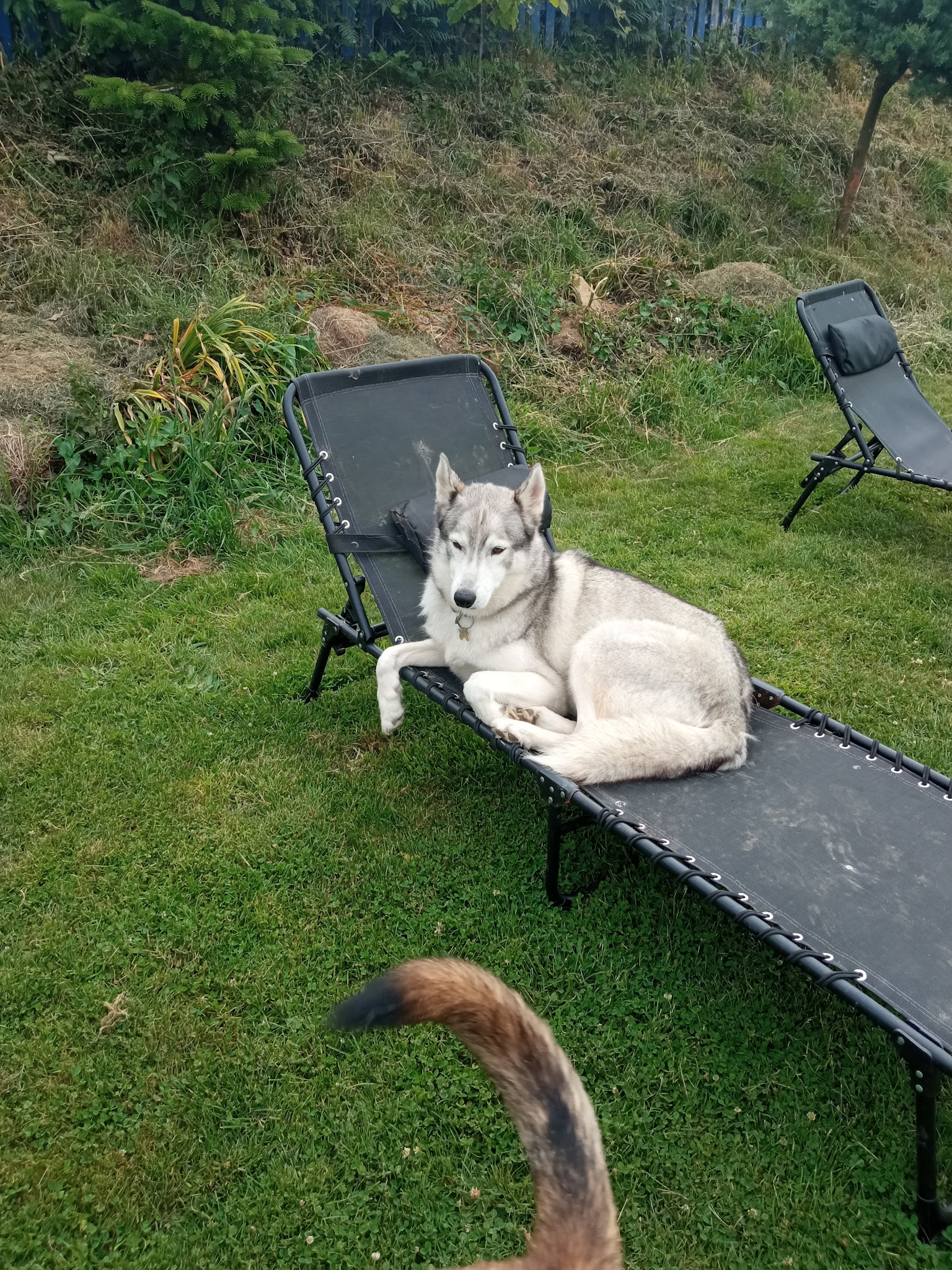 Pension canine Sainte Anne — photo