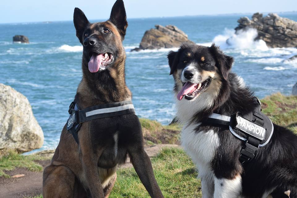 Pension canine Sainte Anne