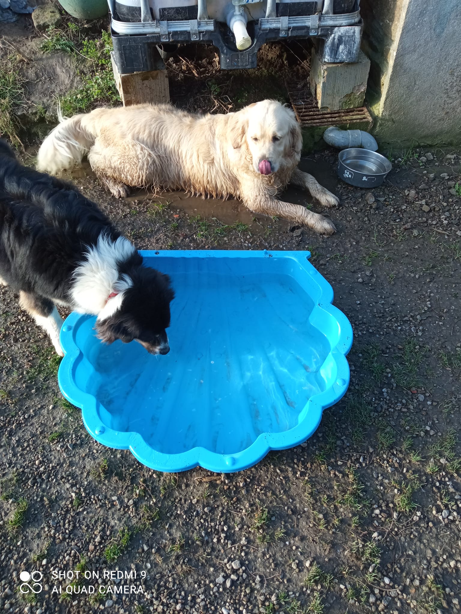 Pension canine Sainte Anne — photo