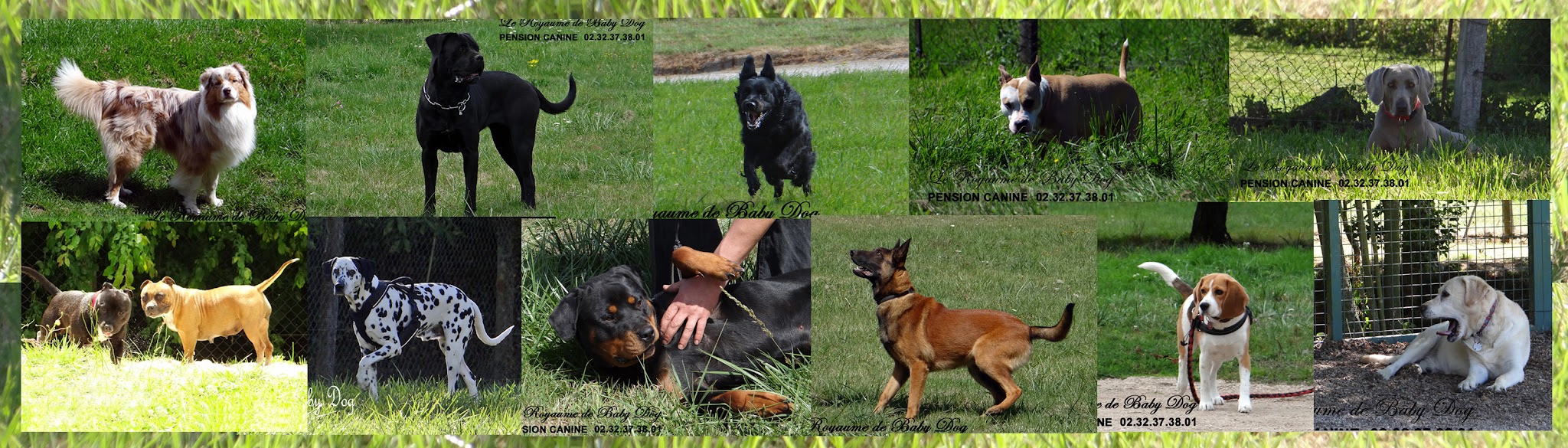 PENSION CANINE Le Royaume De Baby Dog