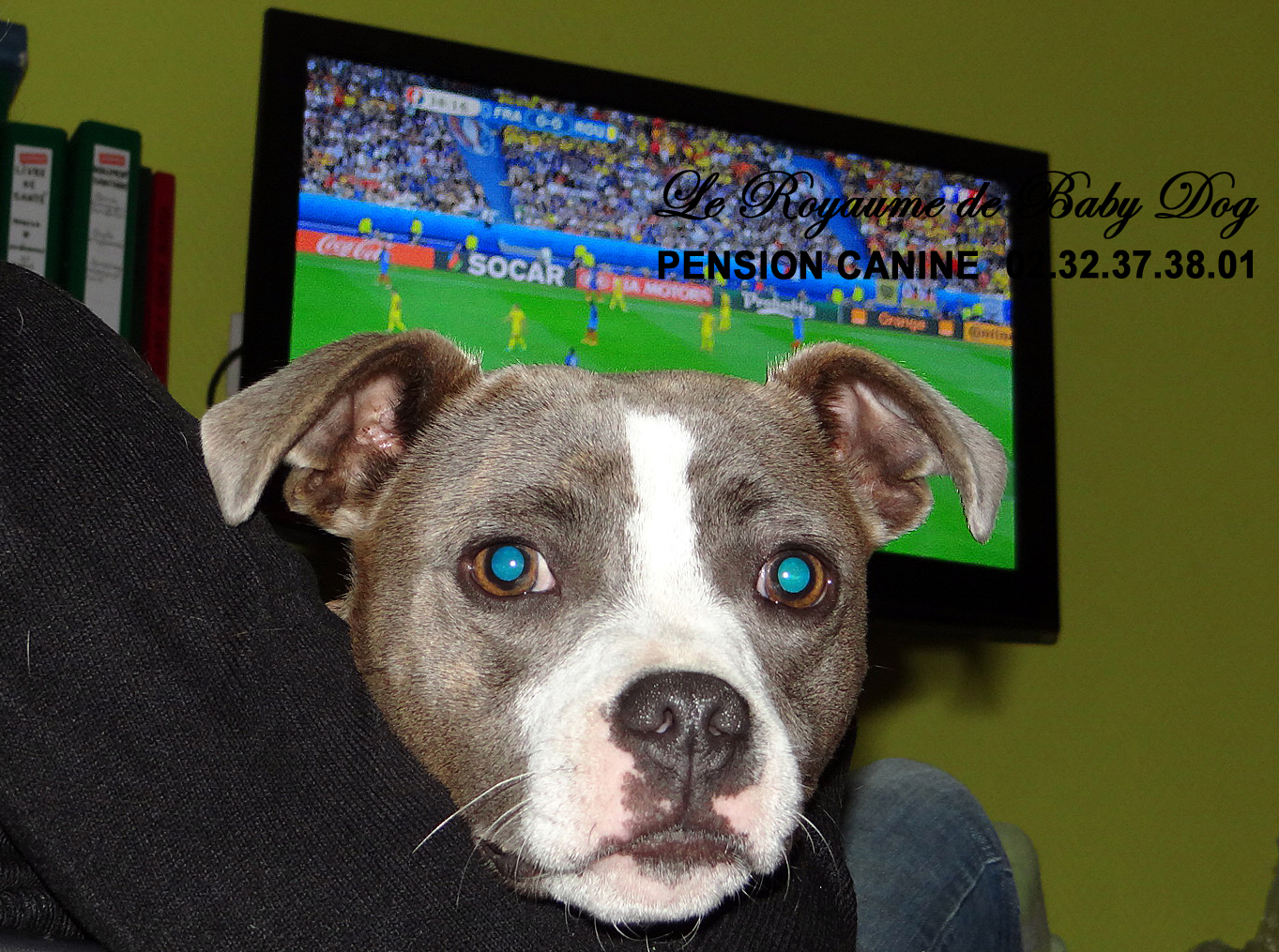 PENSION CANINE Le Royaume De Baby Dog — photo