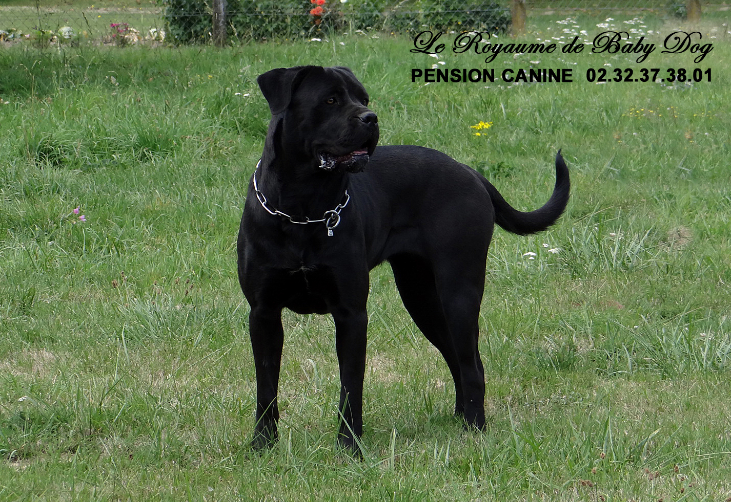 PENSION CANINE Le Royaume De Baby Dog — photo