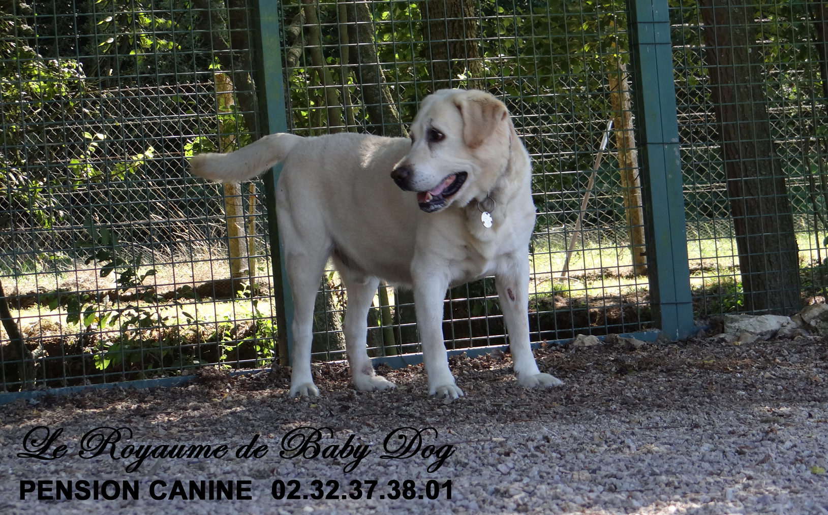 PENSION CANINE Le Royaume De Baby Dog — photo