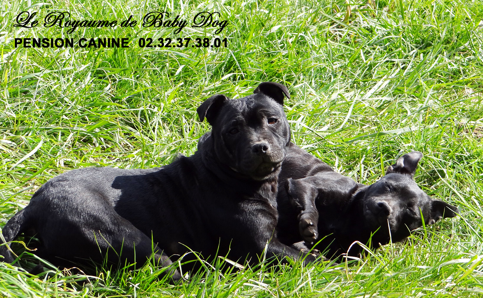 PENSION CANINE Le Royaume De Baby Dog — photo