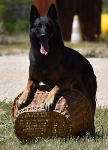 Identité Canine / Vallon des Serps