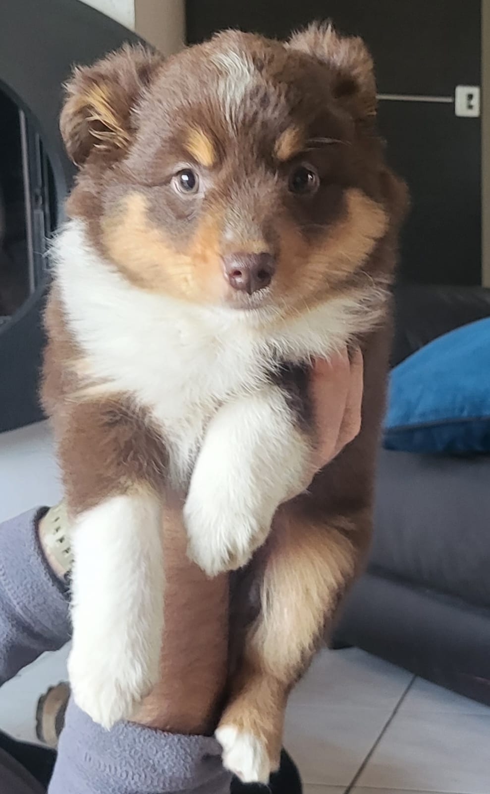 Identité Canine / Vallon des Serps — photo